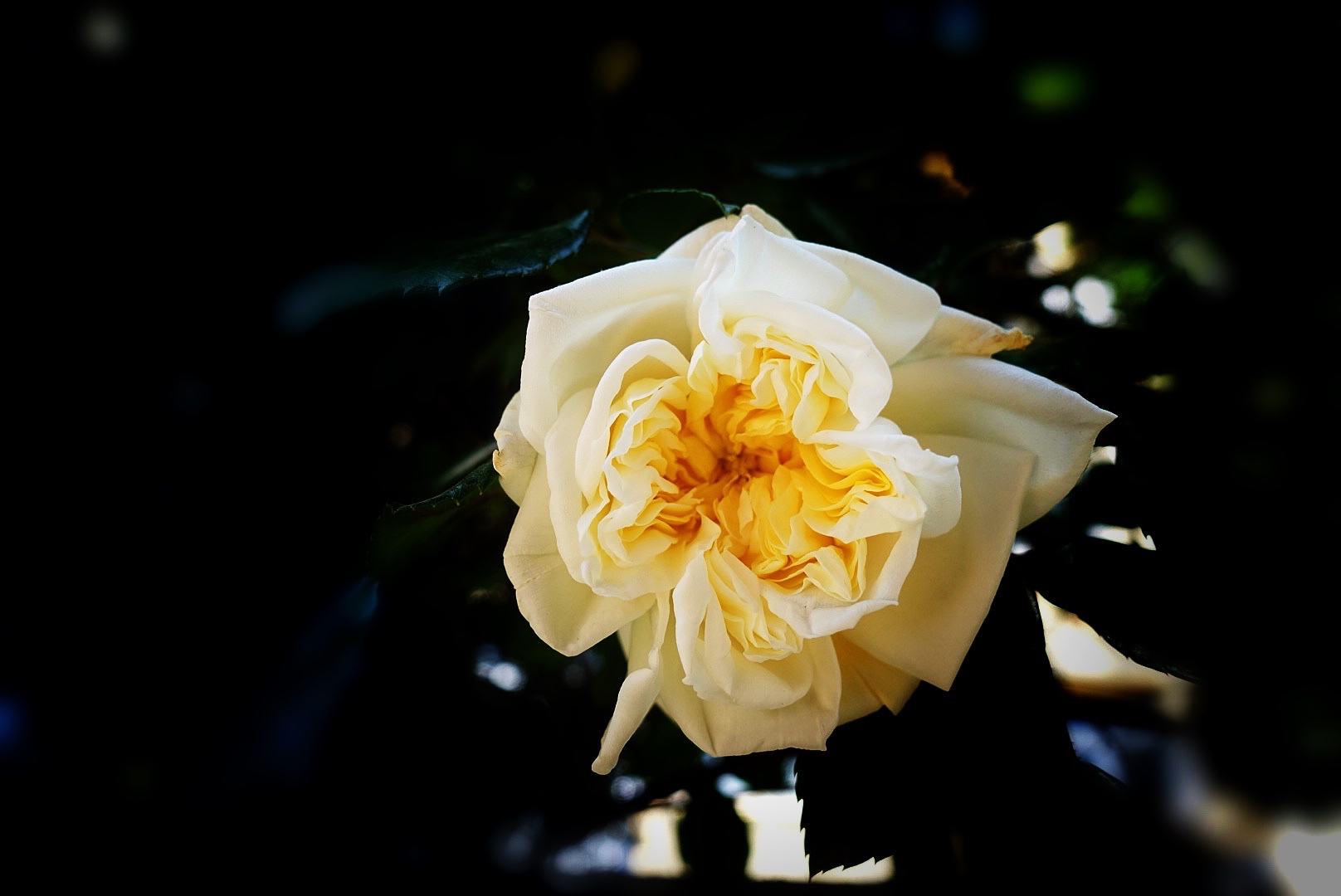 白月季 花中皇后白玉妆,冷艳冰清压群芳.