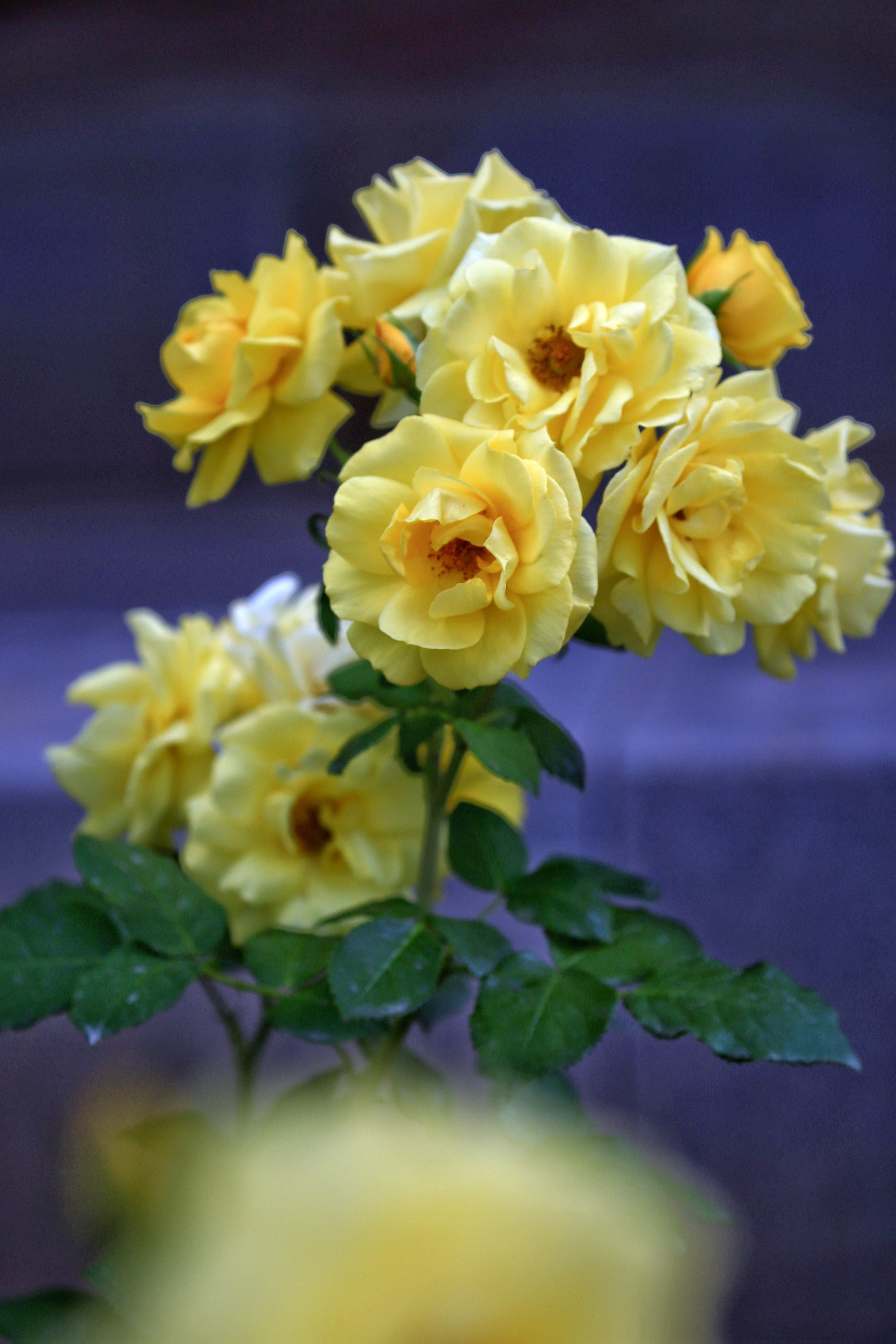 自此,这批名贵的中国月季经园艺家之手和欧洲蔷薇杂交,选种