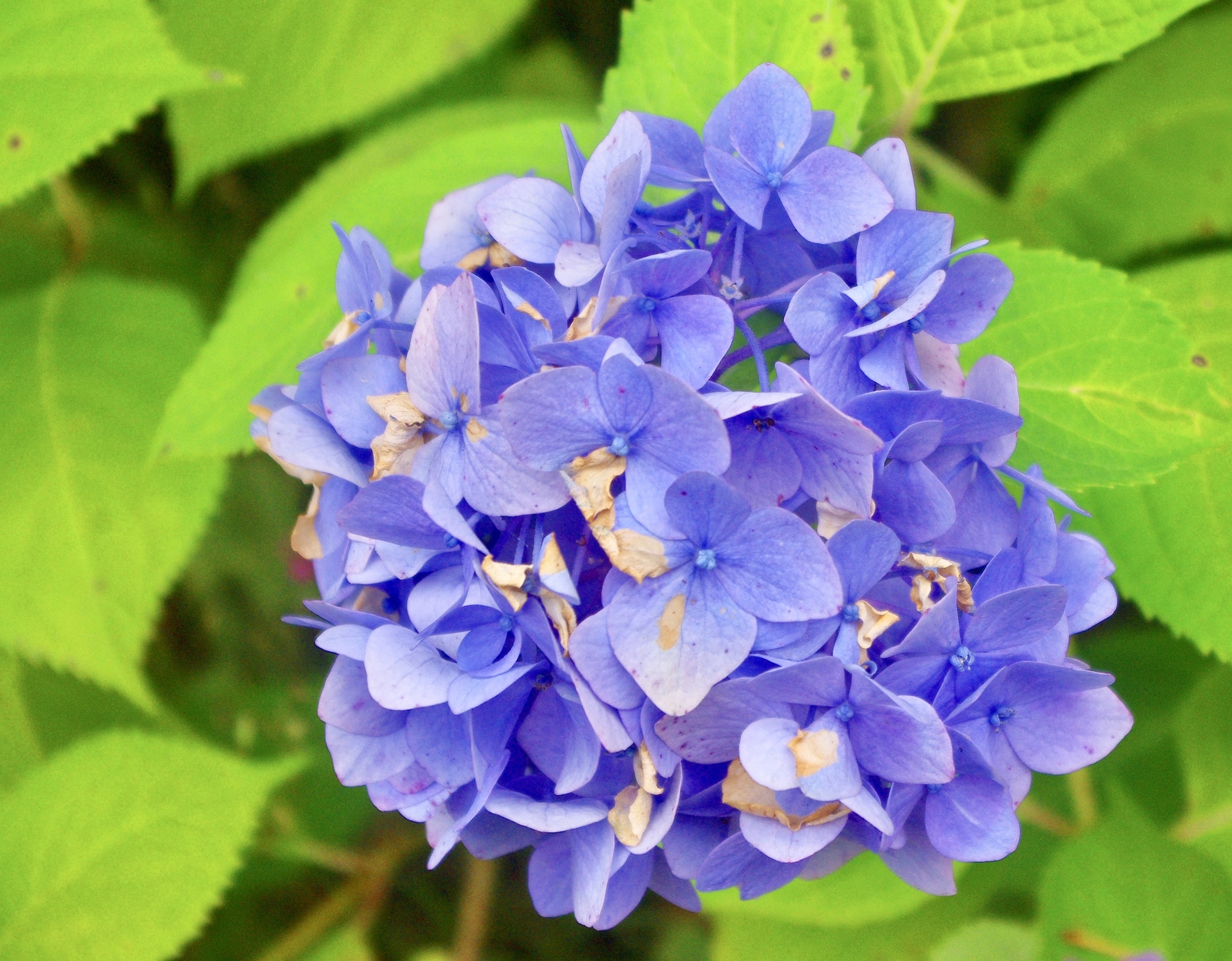 的绣球花又称八仙花 花色由花开时间先后而变化 有木本草本绣球花之别