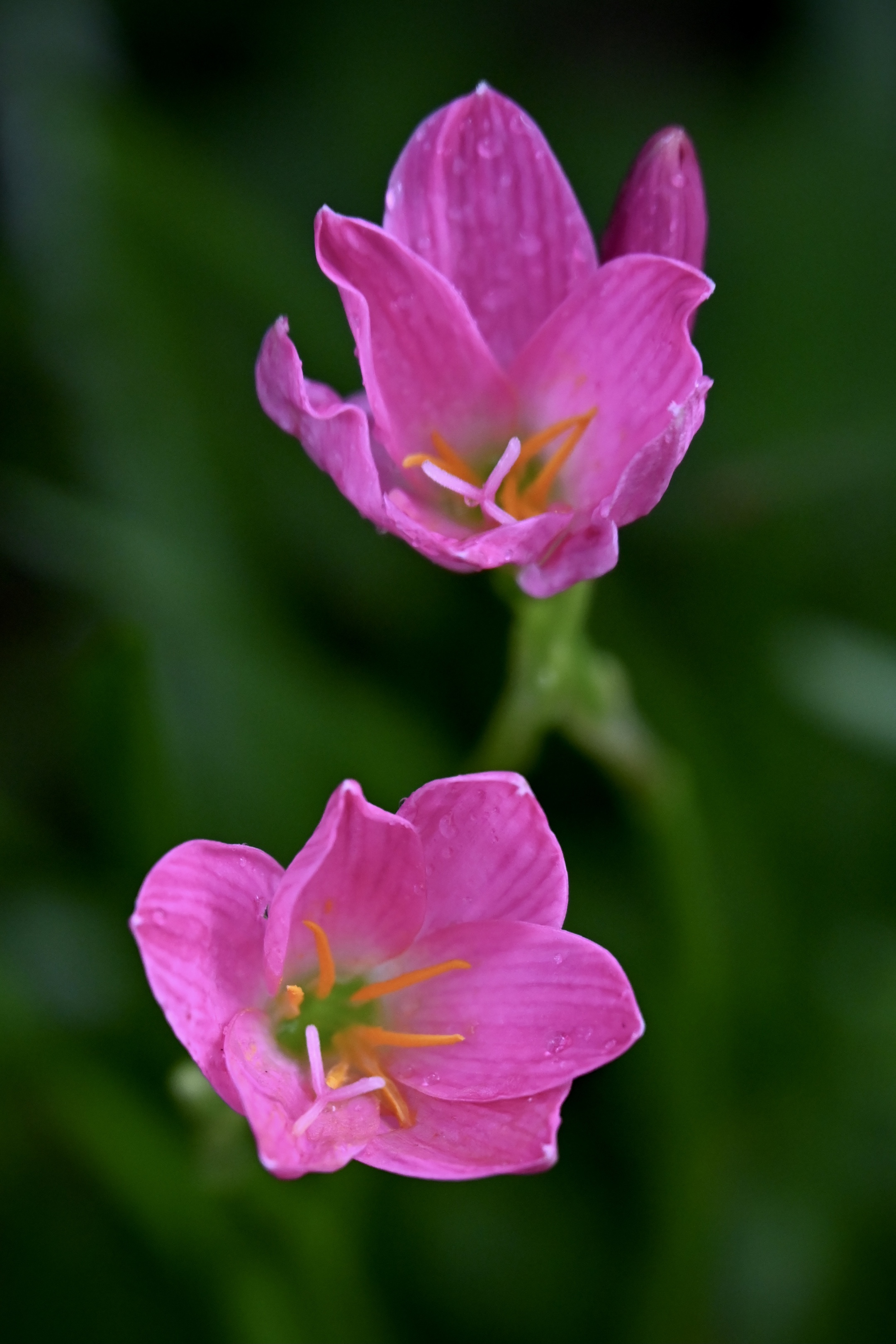 首发〕粉红佳人