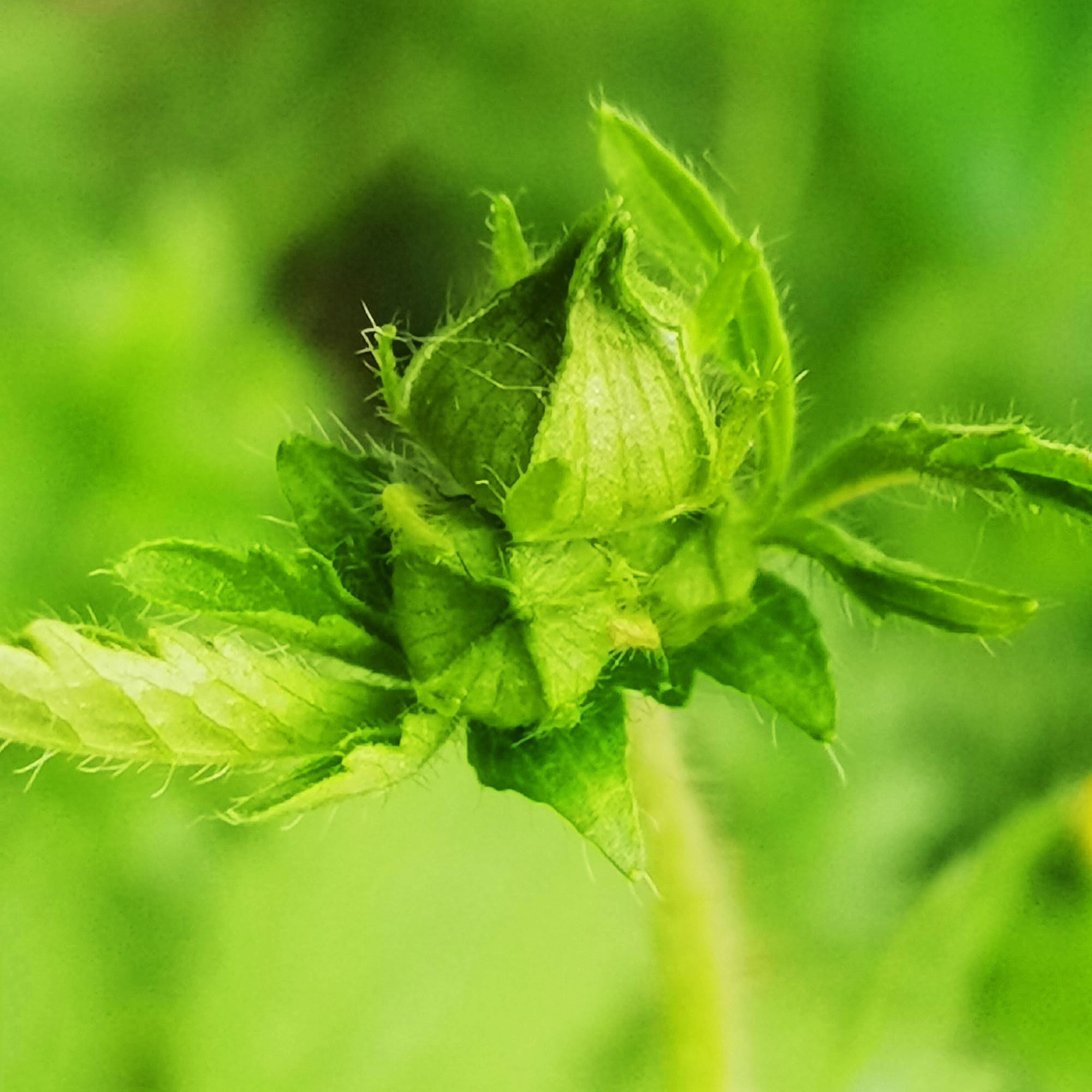 《首发》微距—柔毛路边青