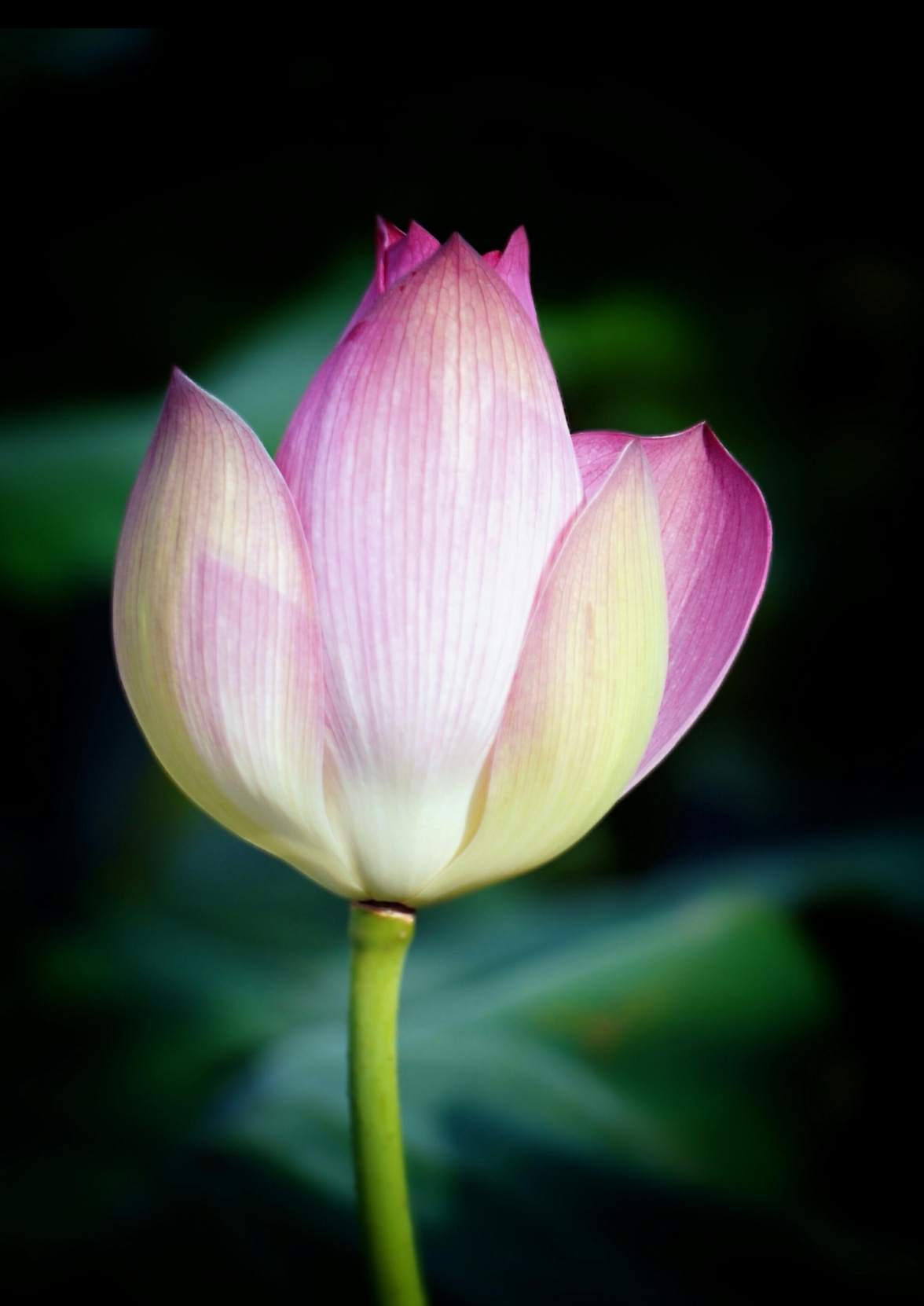 圣洁之花---莲花.