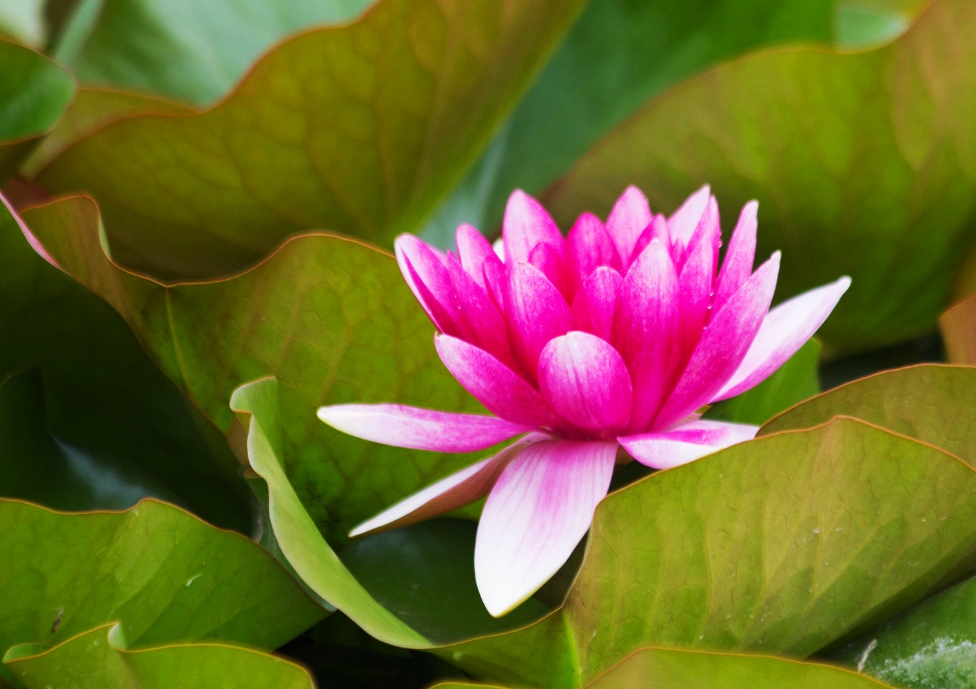 水中莲花心上佛