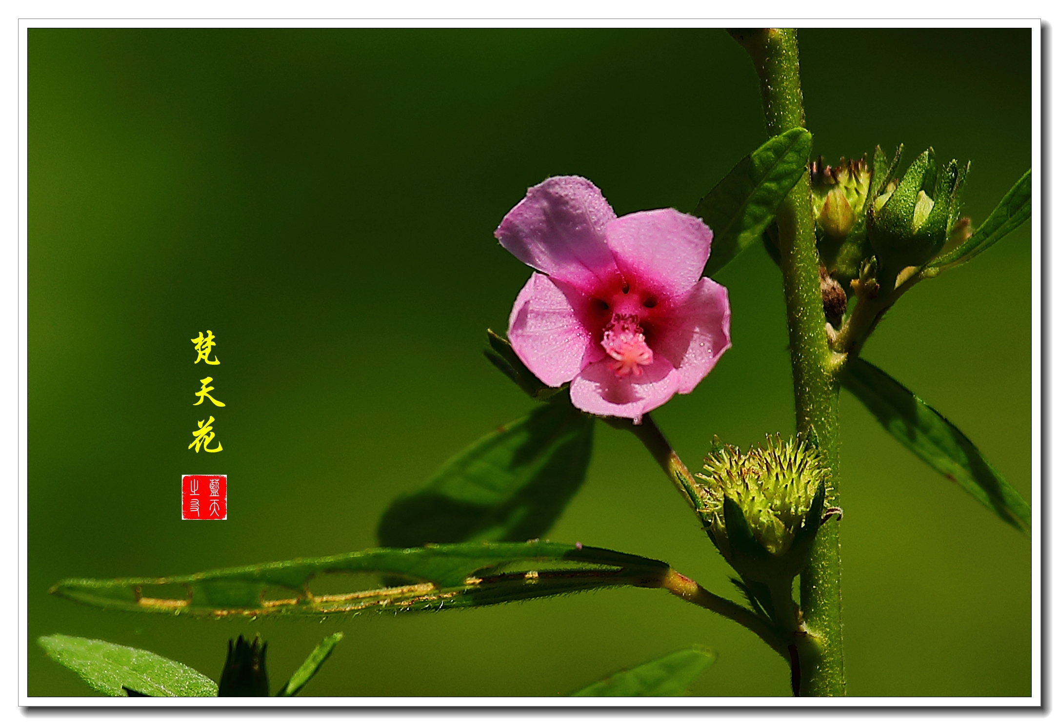 【首发】美丽的梵天花