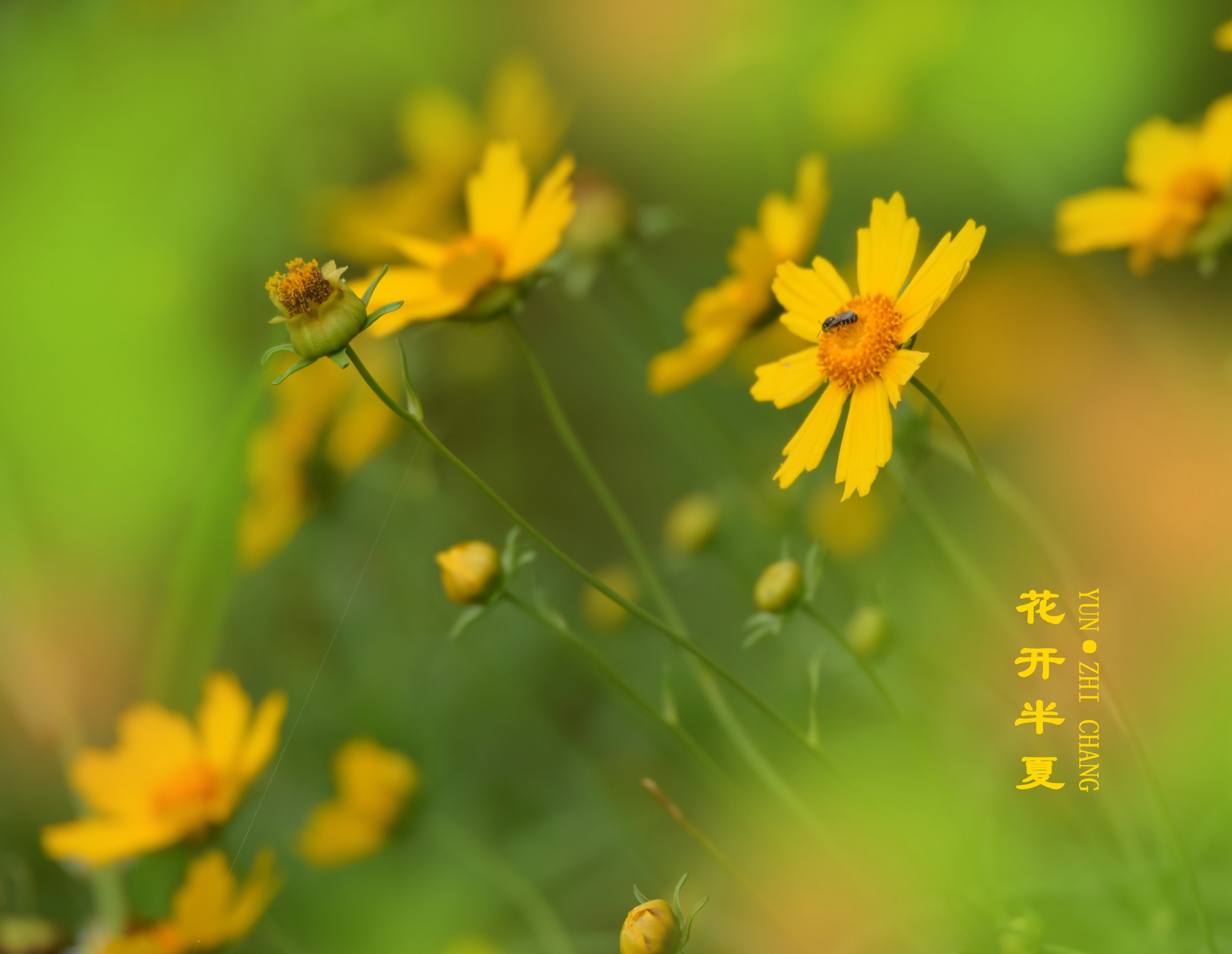夏日的花香