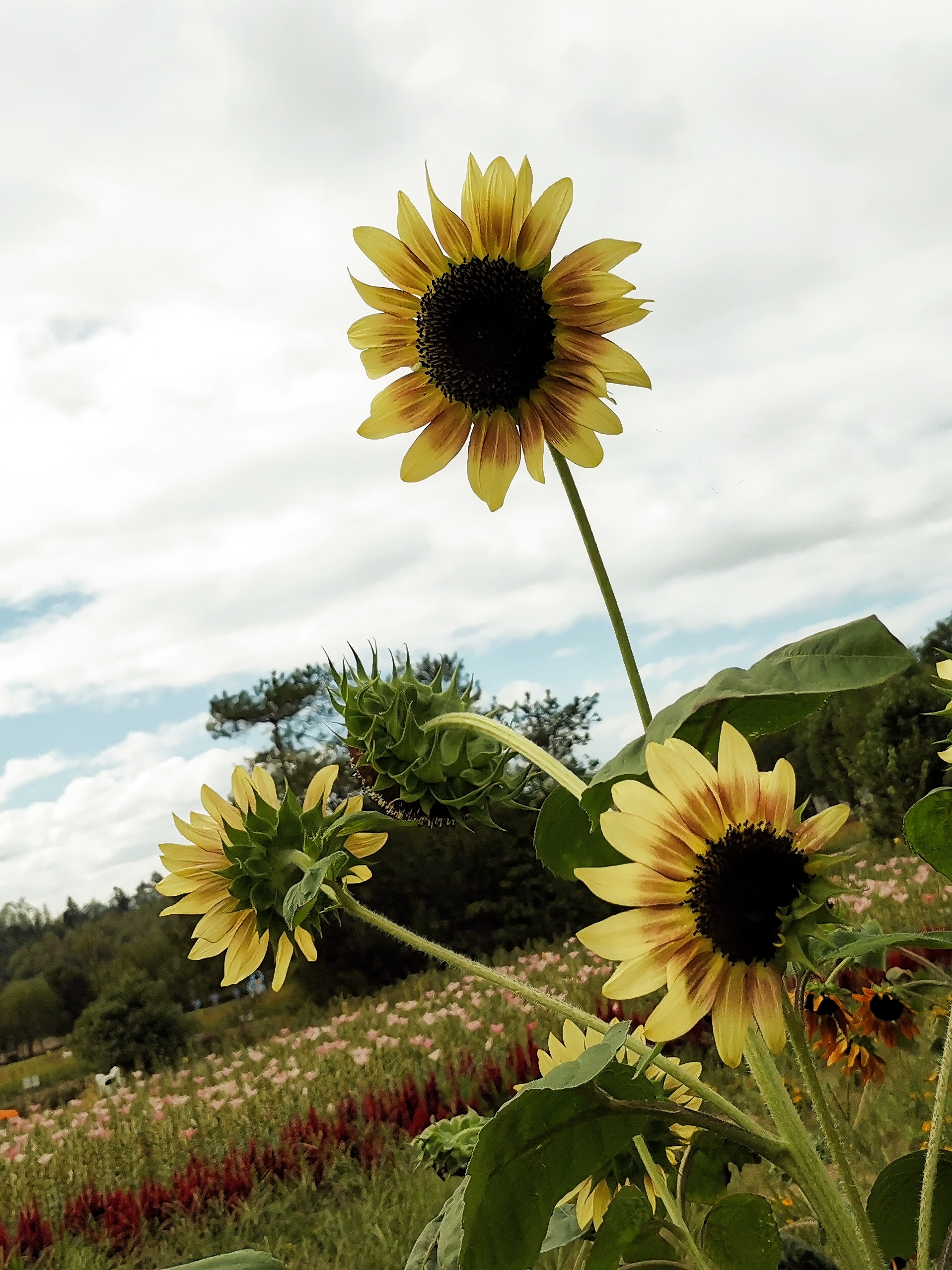 【首发】黑紫向日葵