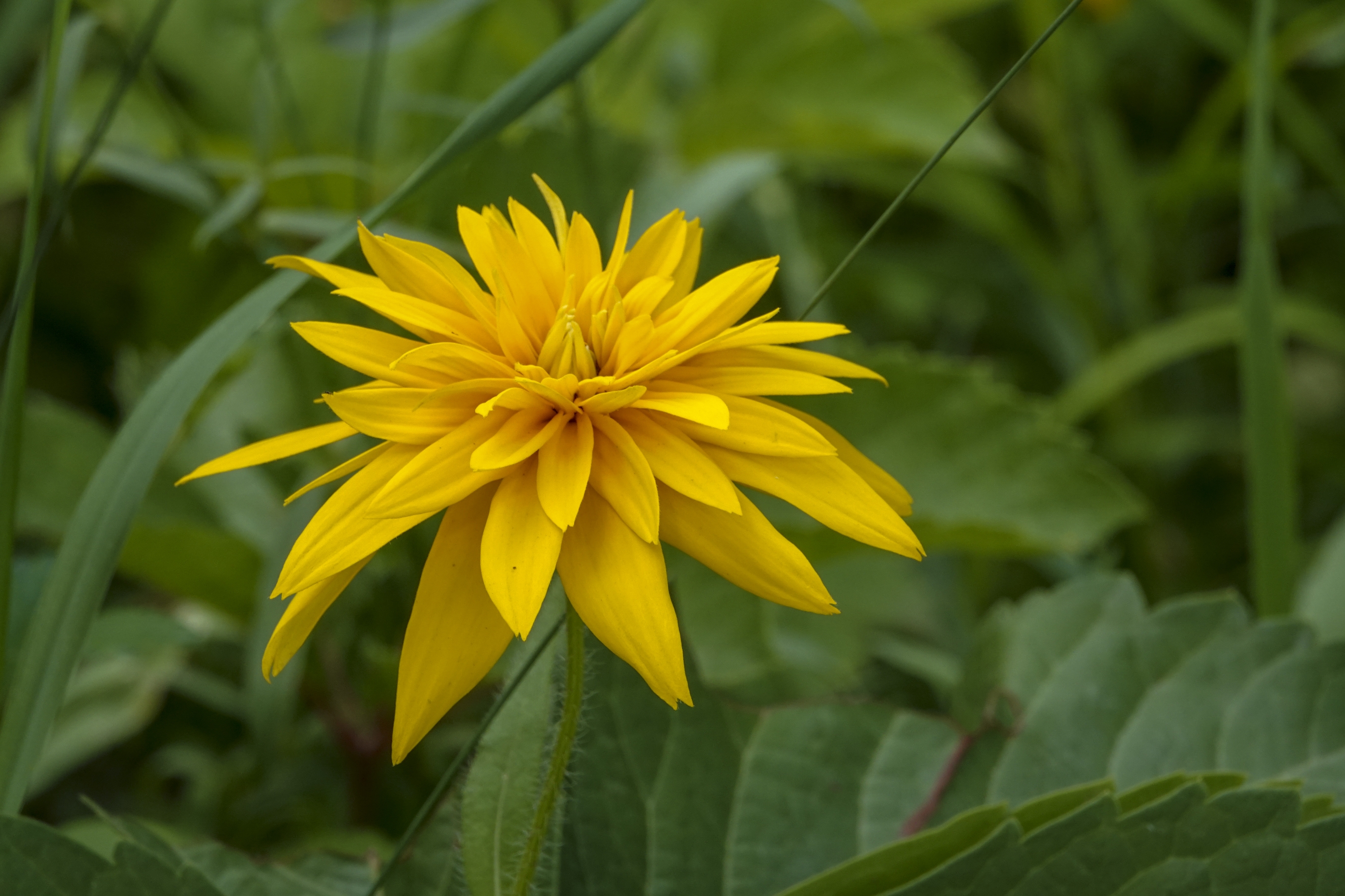 【首发】黑心菊(十二)