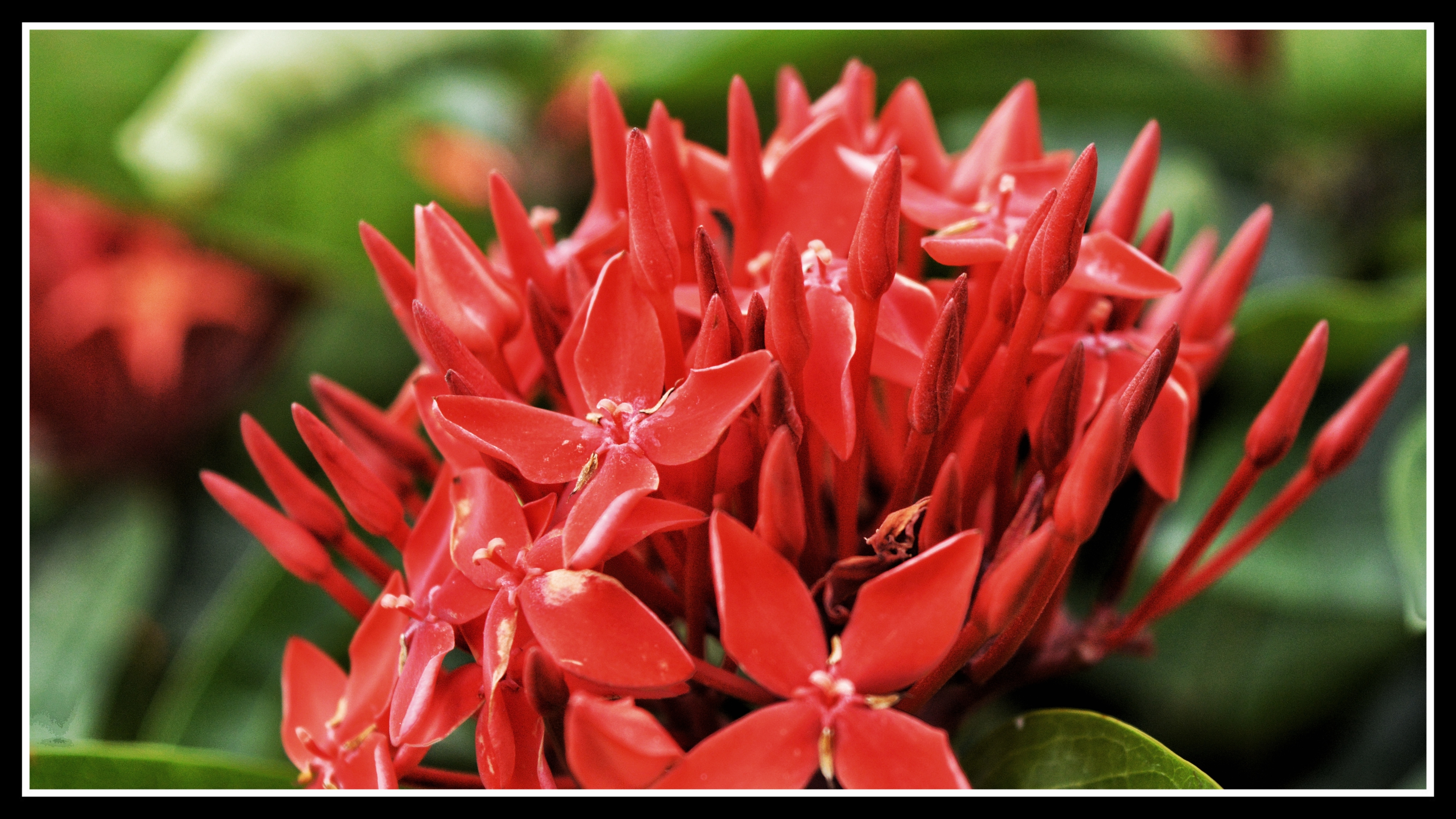 龙船花《首发》