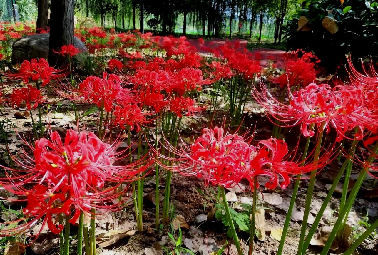 【首发】曼珠沙华