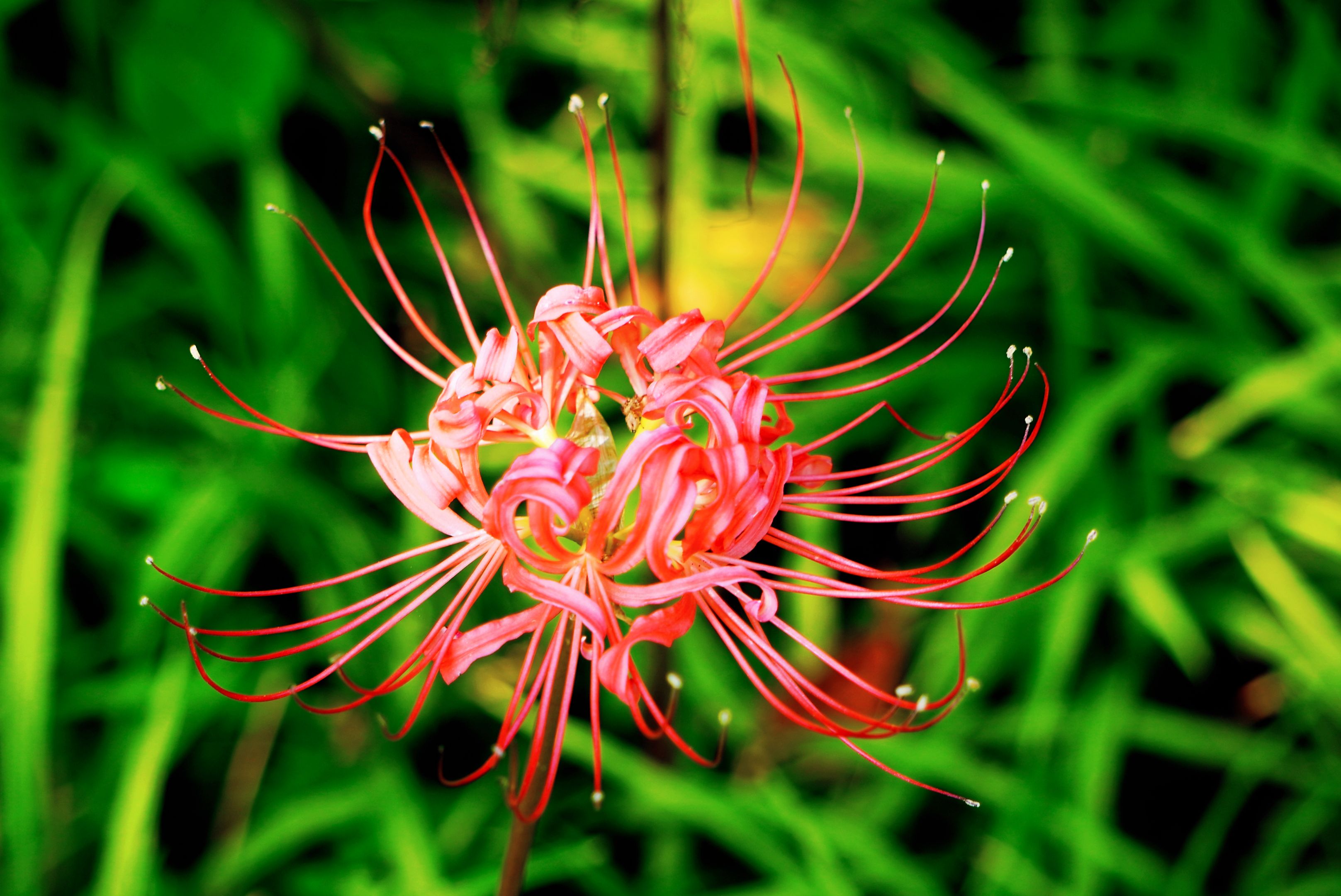 彼岸花【原创首发】