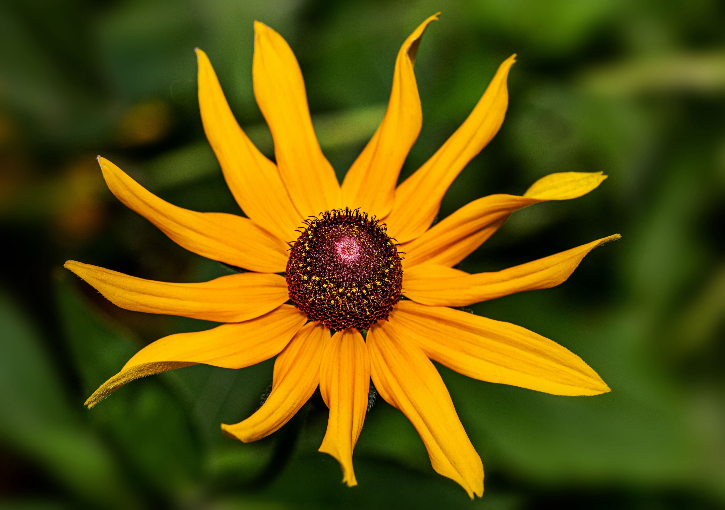 【首发】美丽的毛叶金光菊4