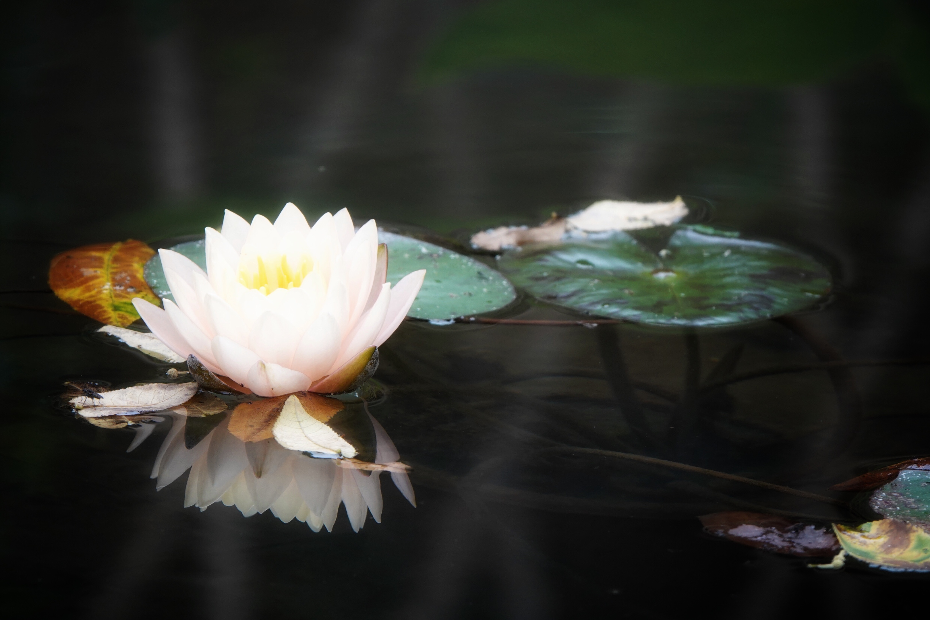 【首发】最美睡莲花正艳