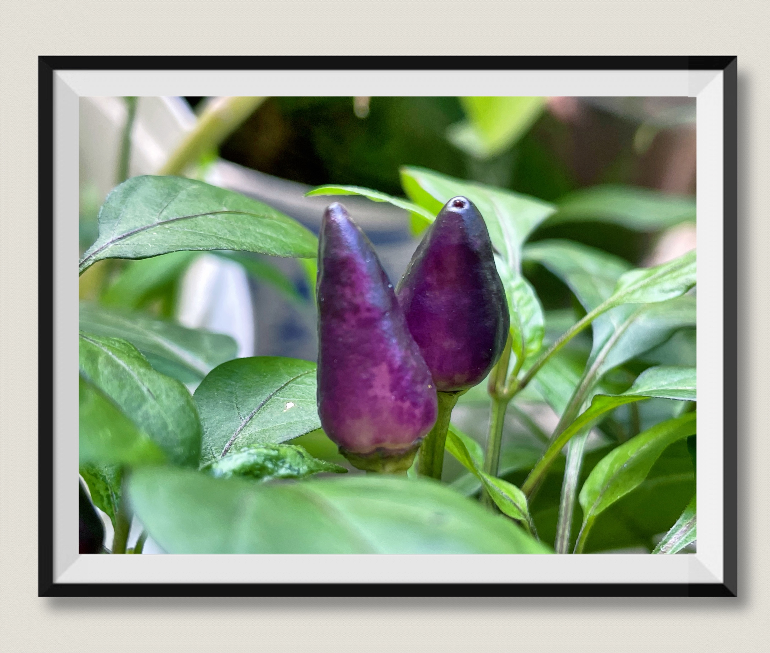 【首发】紫晶甜椒