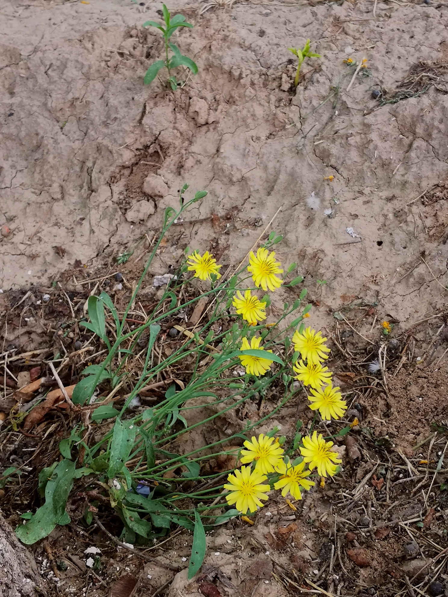 苦菜花