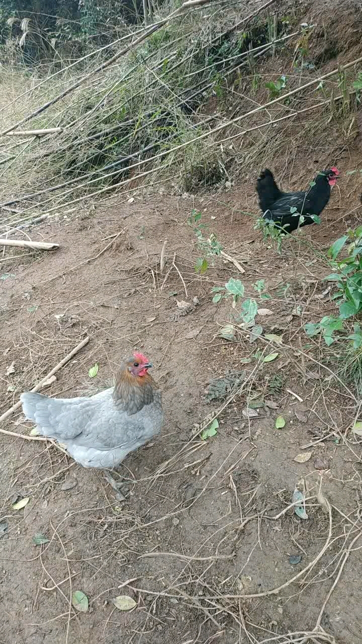 原生土鸡