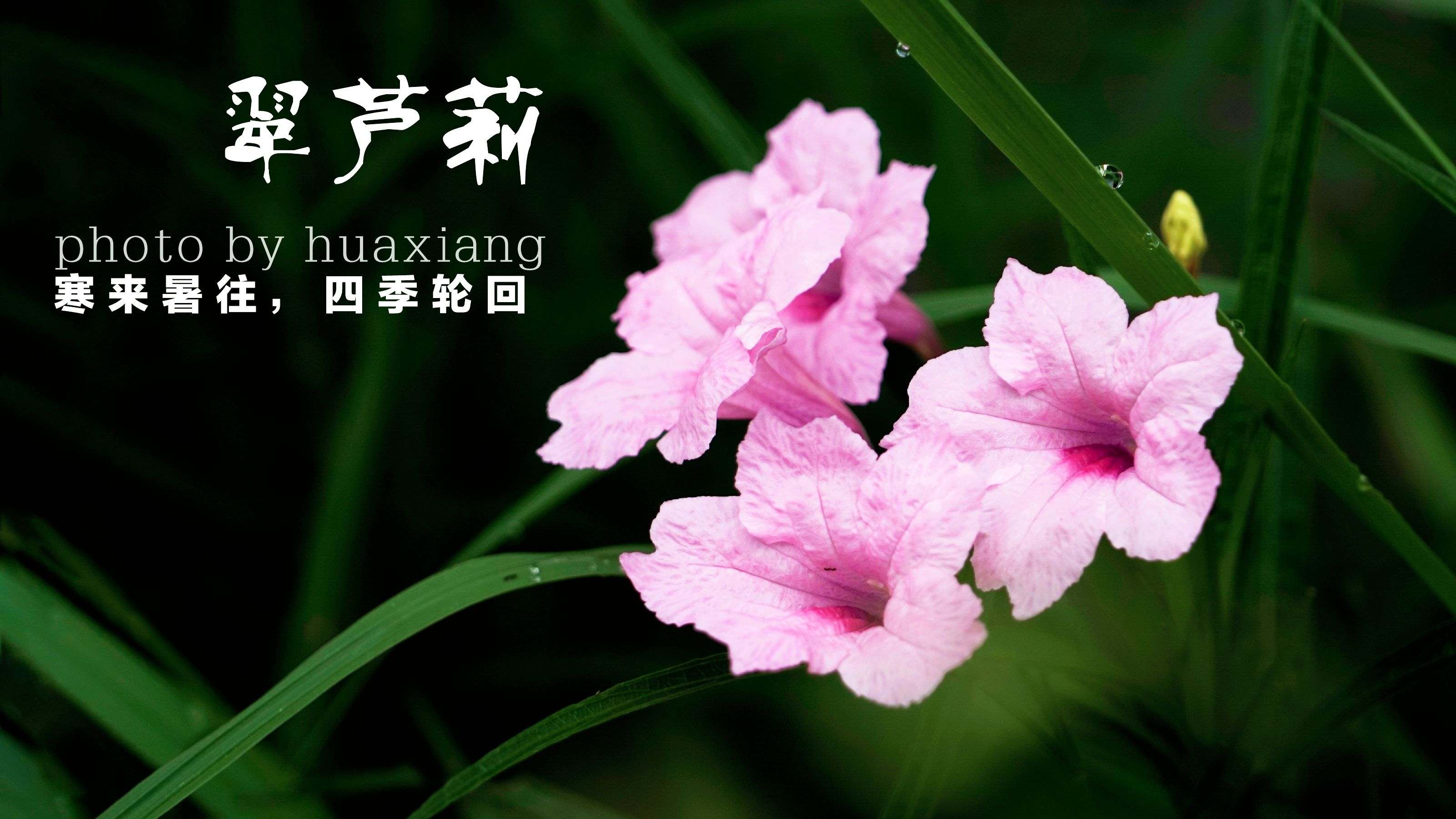 翠芦莉花儿开 (首发)