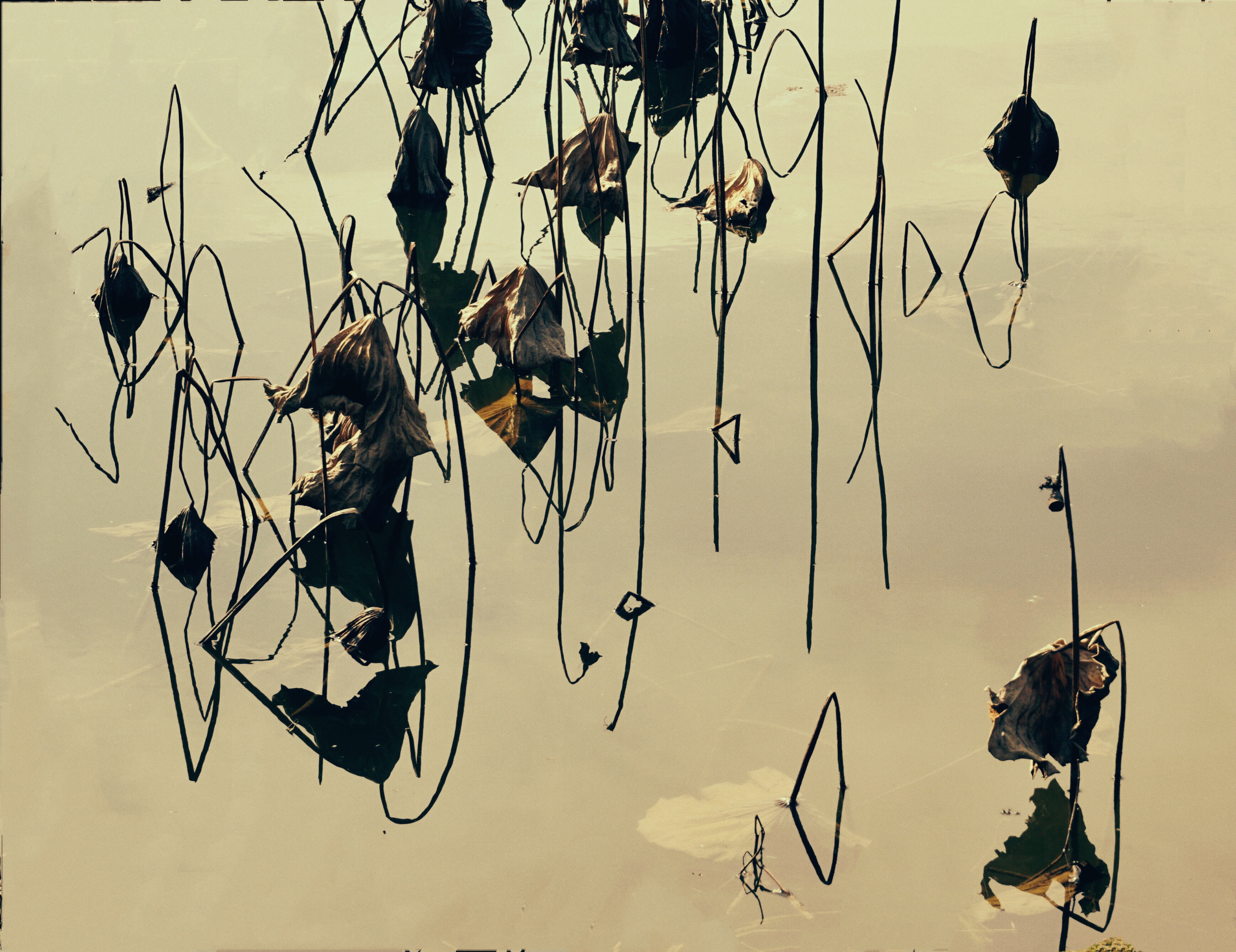 首发〗留得枯荷听雨声