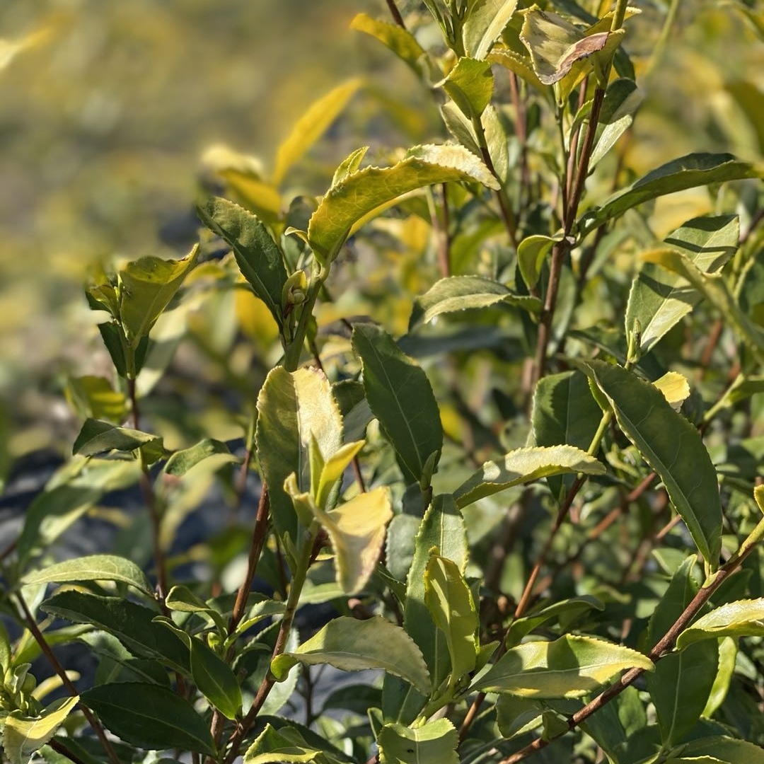 大家印象中的新鲜茶叶通常是绿色的,但黄金芽茶成熟时,采摘的是茶树