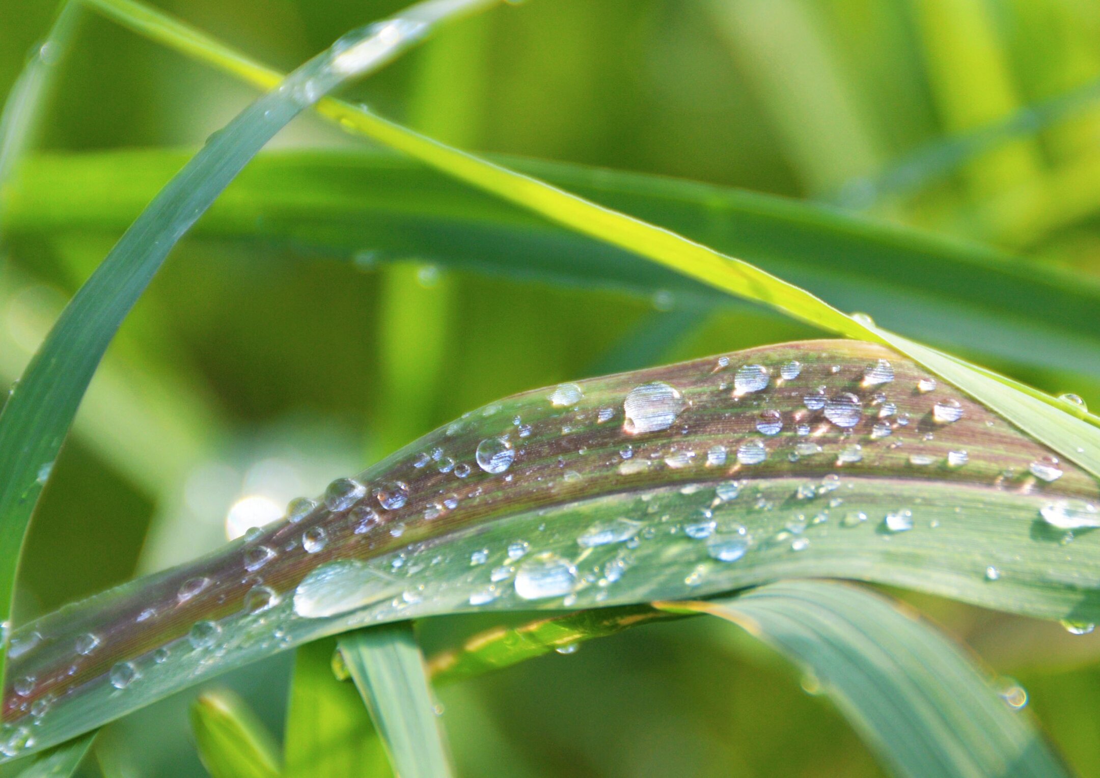 大自然清晨雨露图片图片