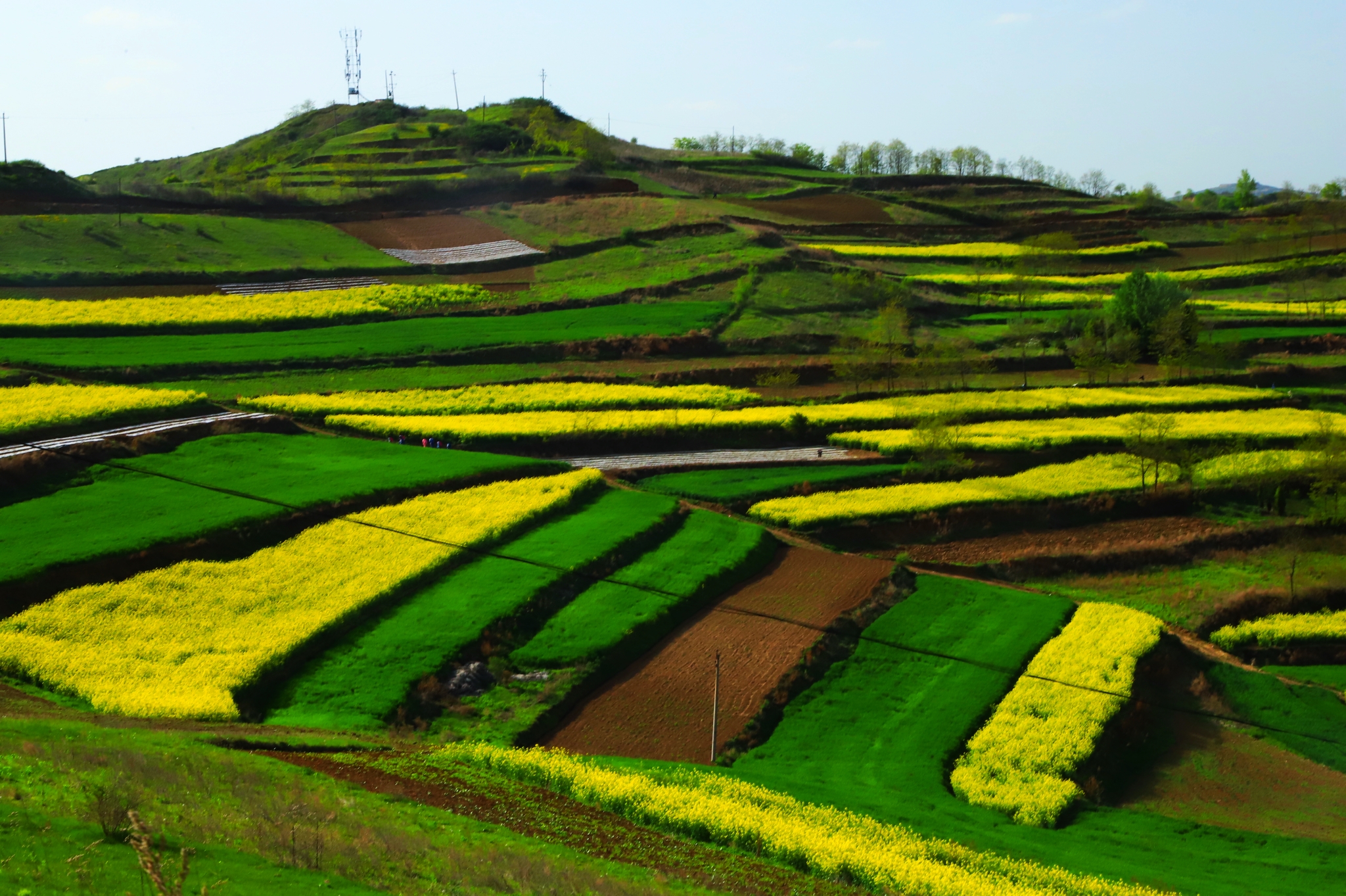 甘肅隴南禮縣寬川油菜花.