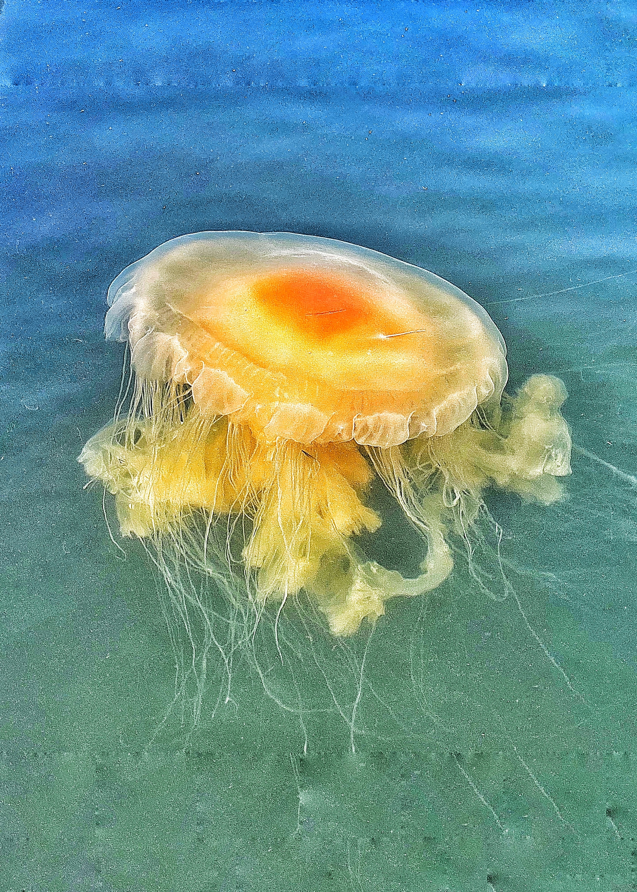 在海边拍摄到的海母《首发》