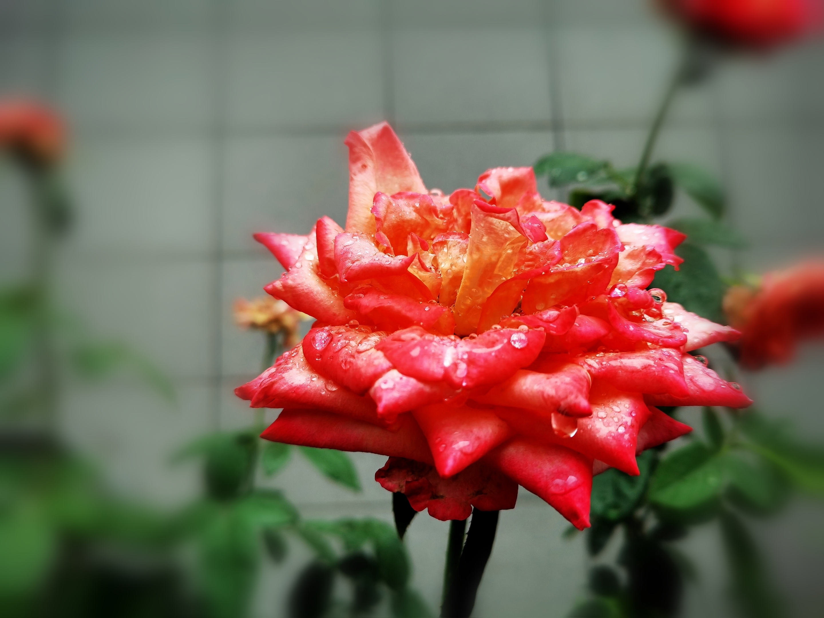 爱在浅秋—— 月季花〔首发