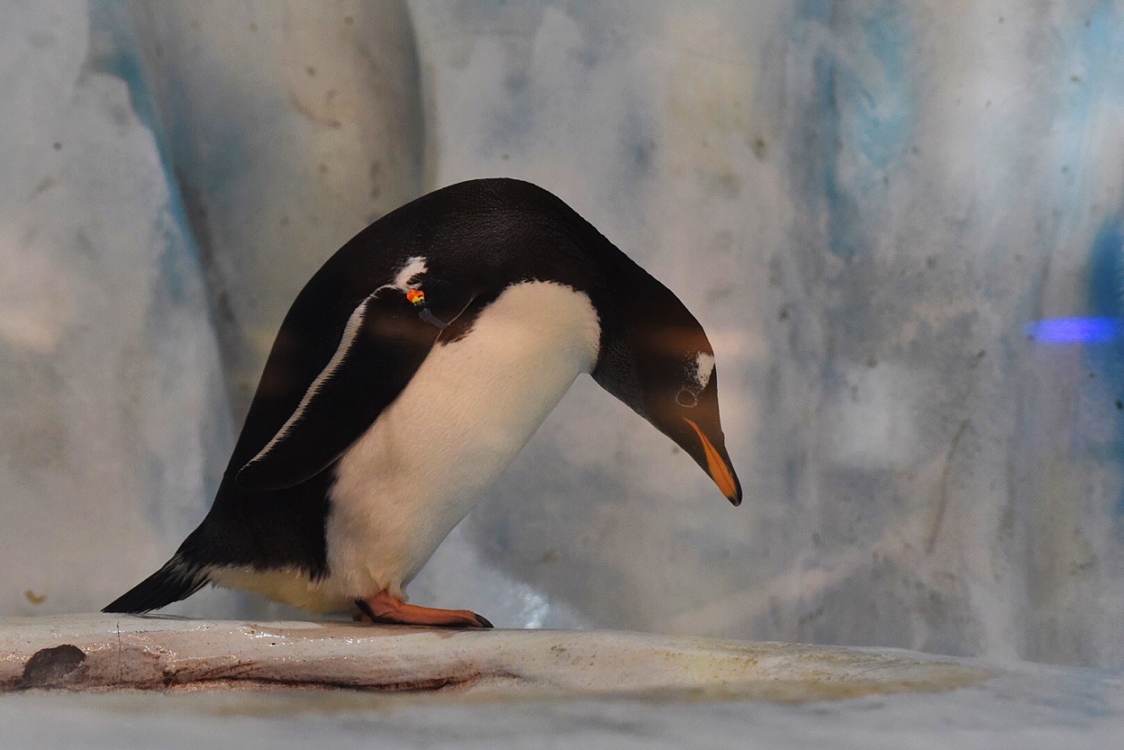 首发〕来自冰天雪地的南极奇观.国皇企鹅