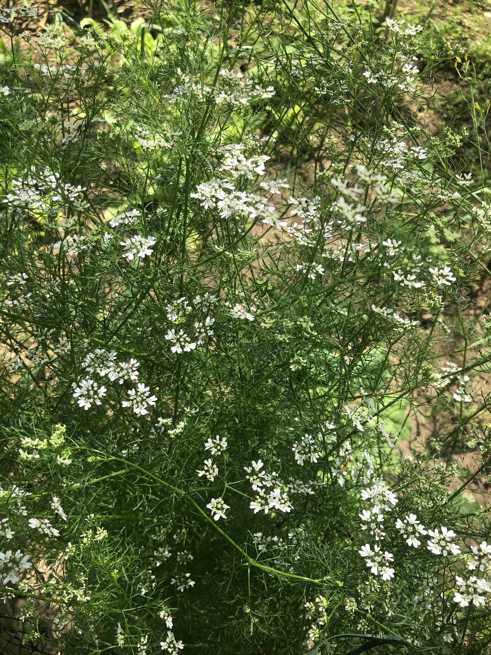 开花留种的香菜香菜五香叶鸡蛋面疙瘩是我的最爱,隔几天不吃还真有点