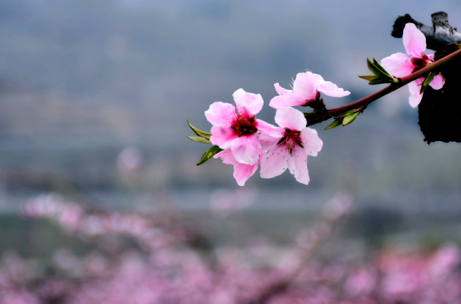 山野桃花朵朵开