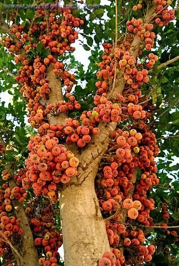 树上结满果子图片
