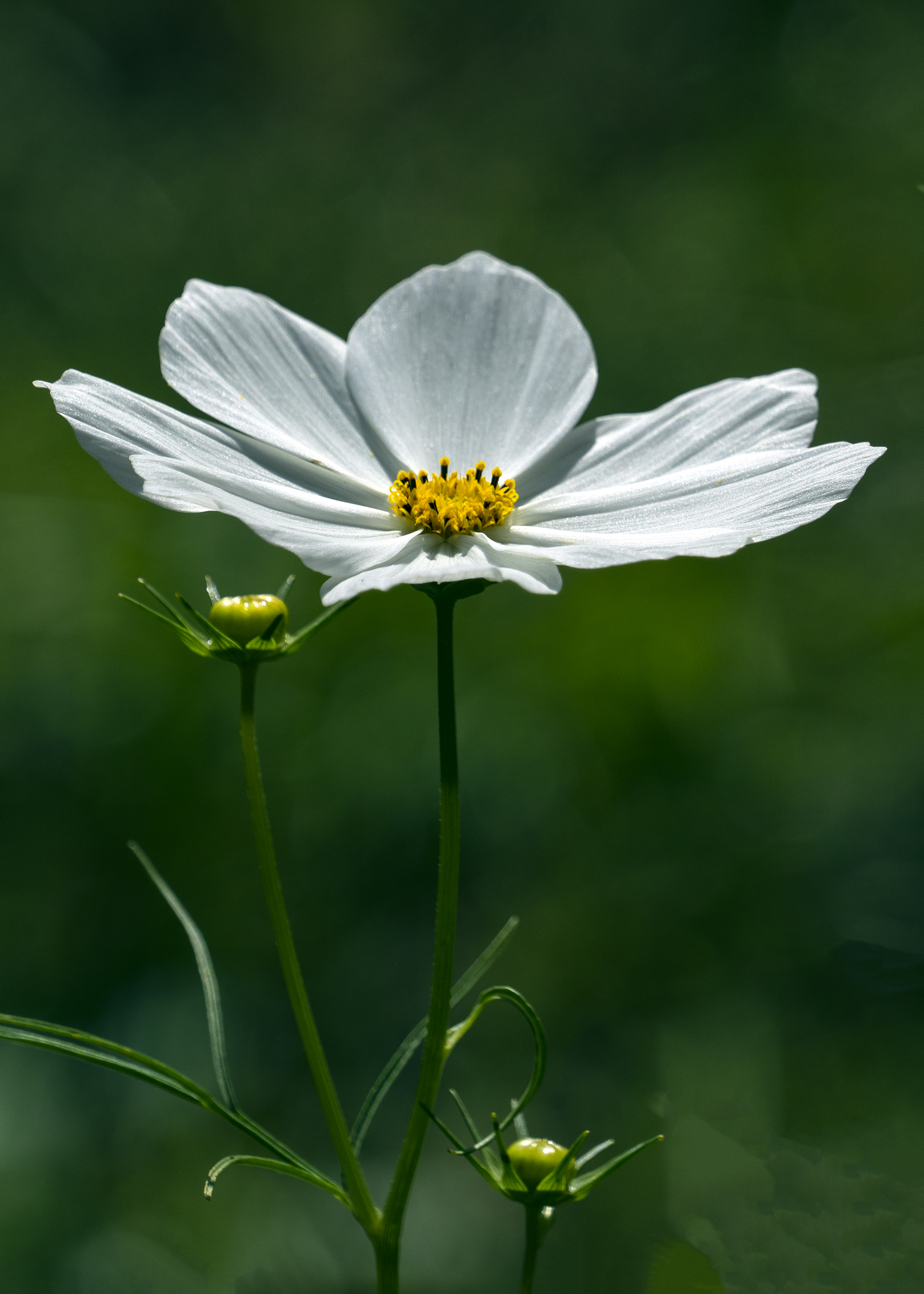 【首发】格桑花