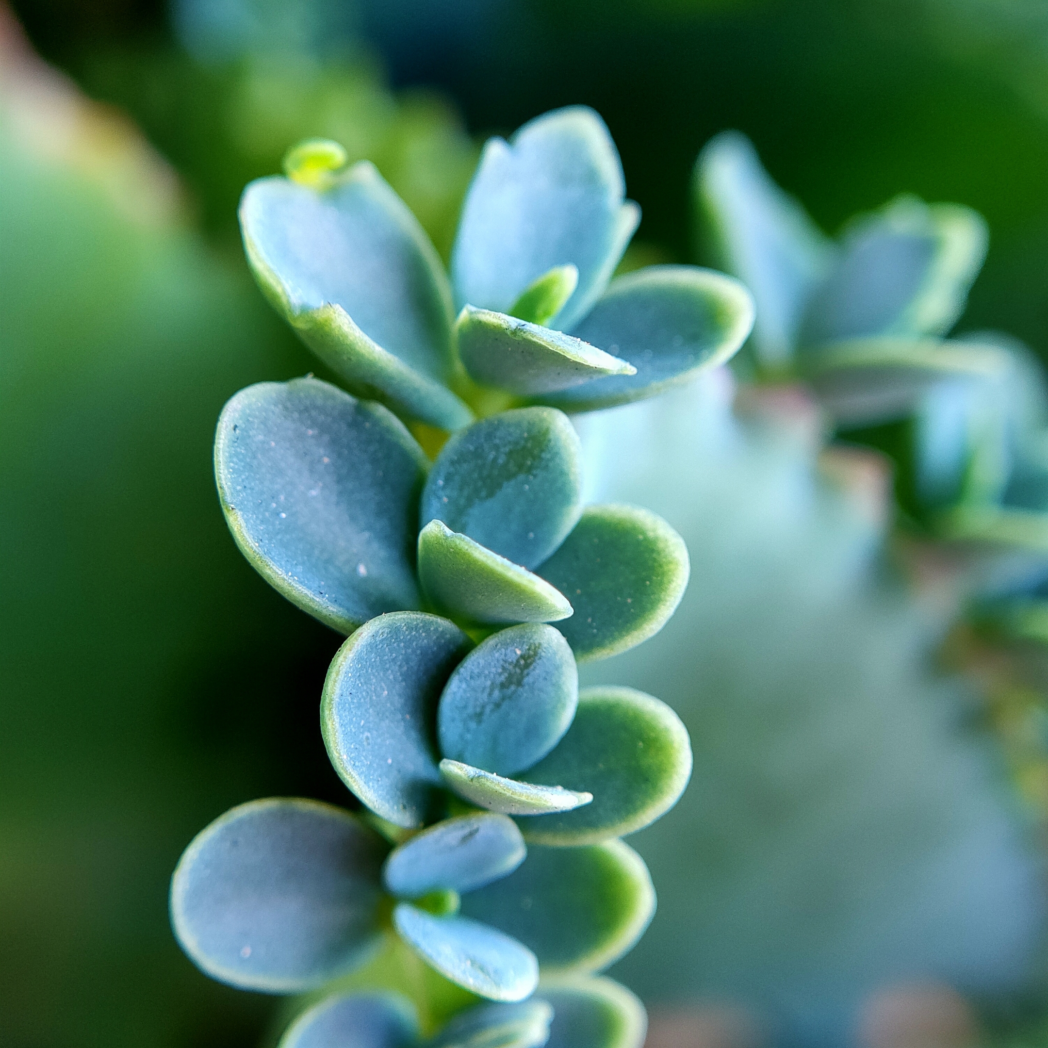 微距世界【首发】