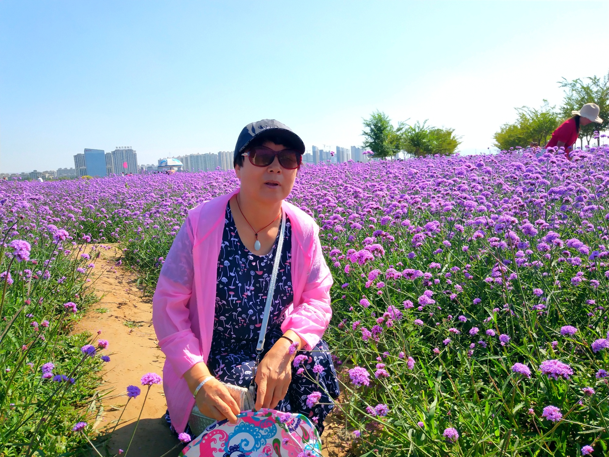 赛汗塔拉初秋的花海薰衣草