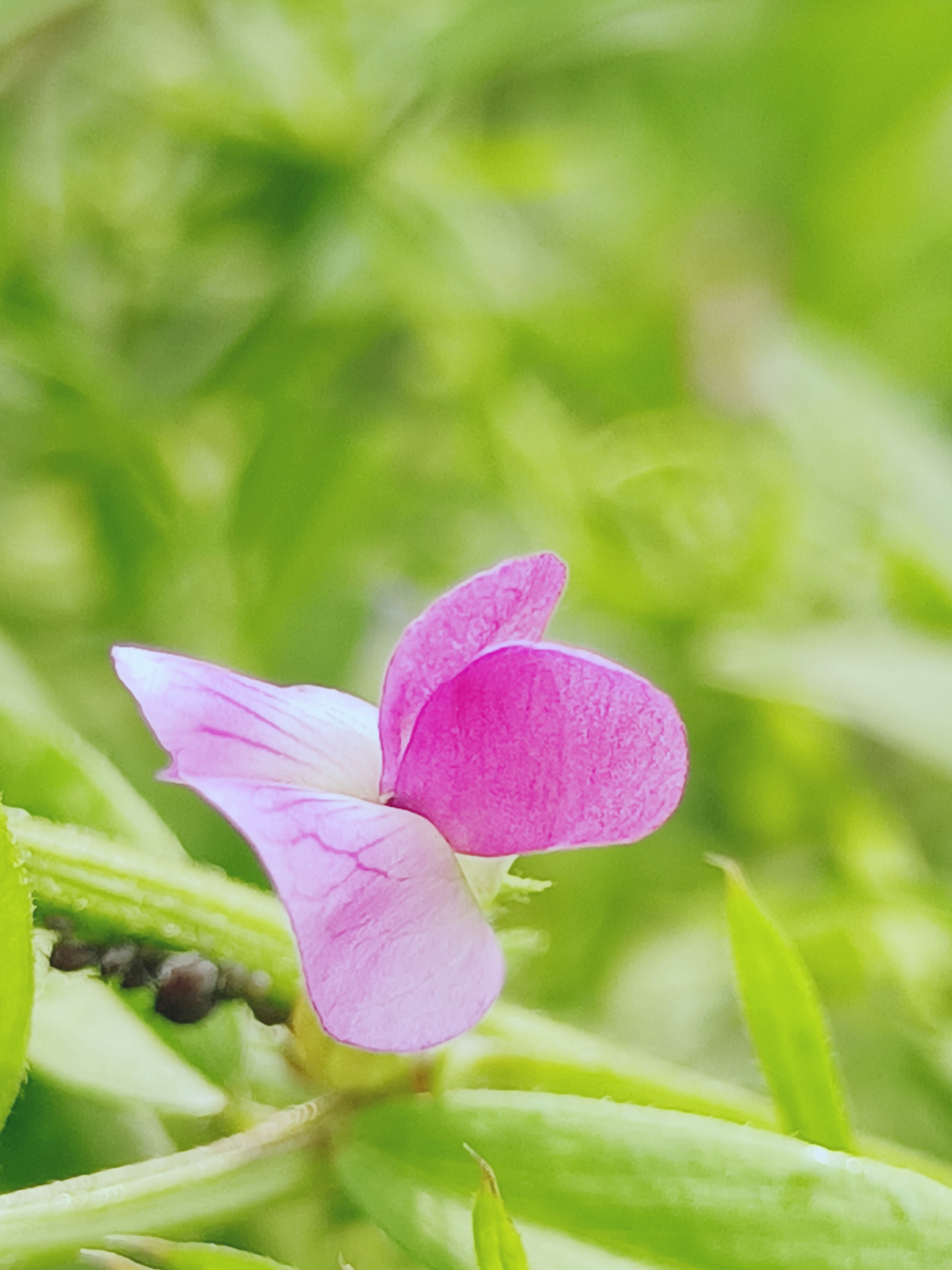 【首發】救荒野豌豆