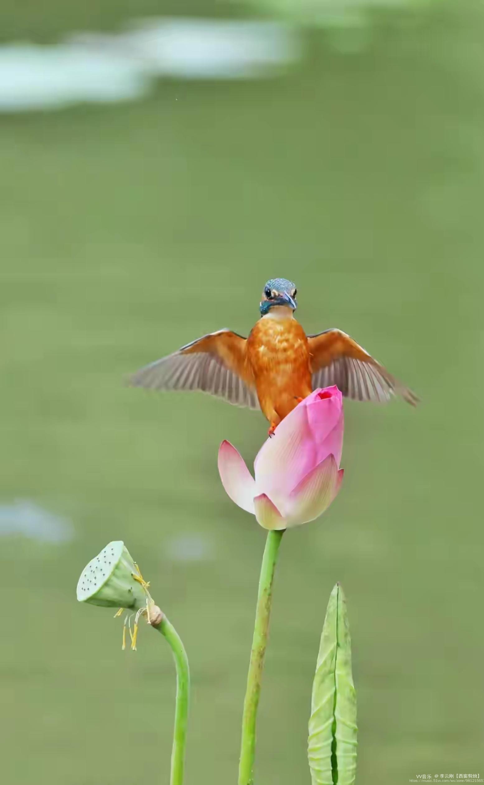 【西窗剪烛】诗词合集(第928集)之——《荷花鸟蛙》【原创首发】