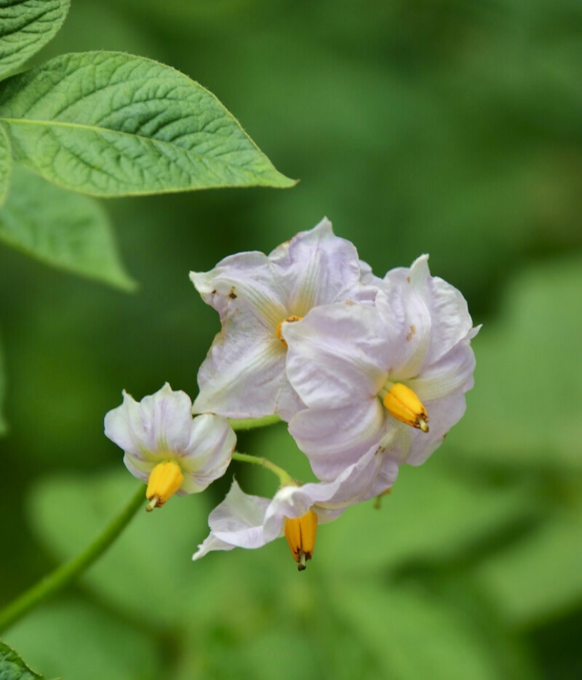 【首发】阳芋花
