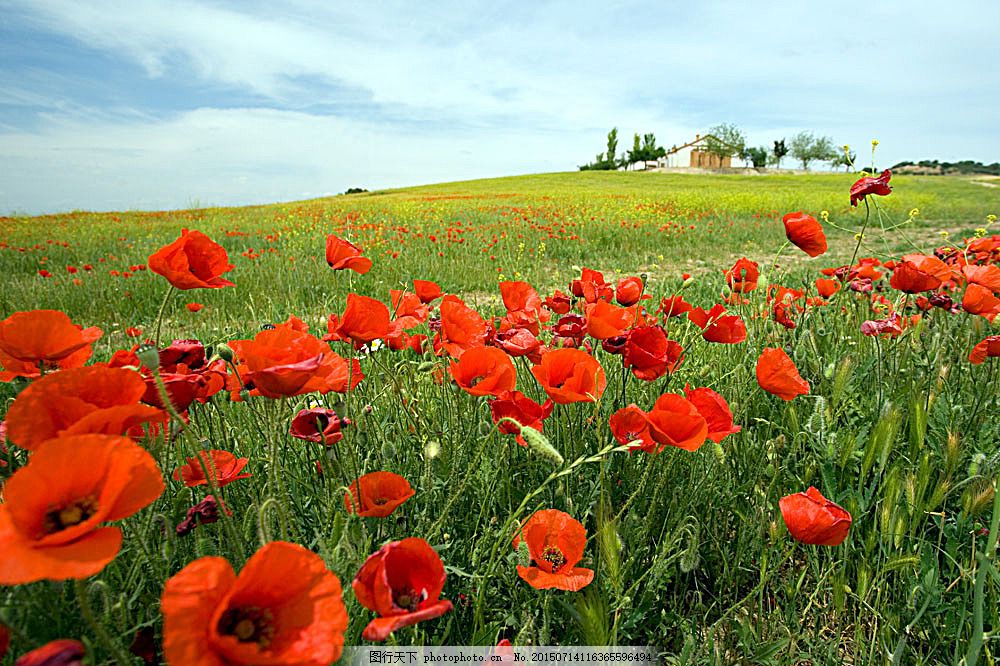 歌曲微腾花演唱平安是福