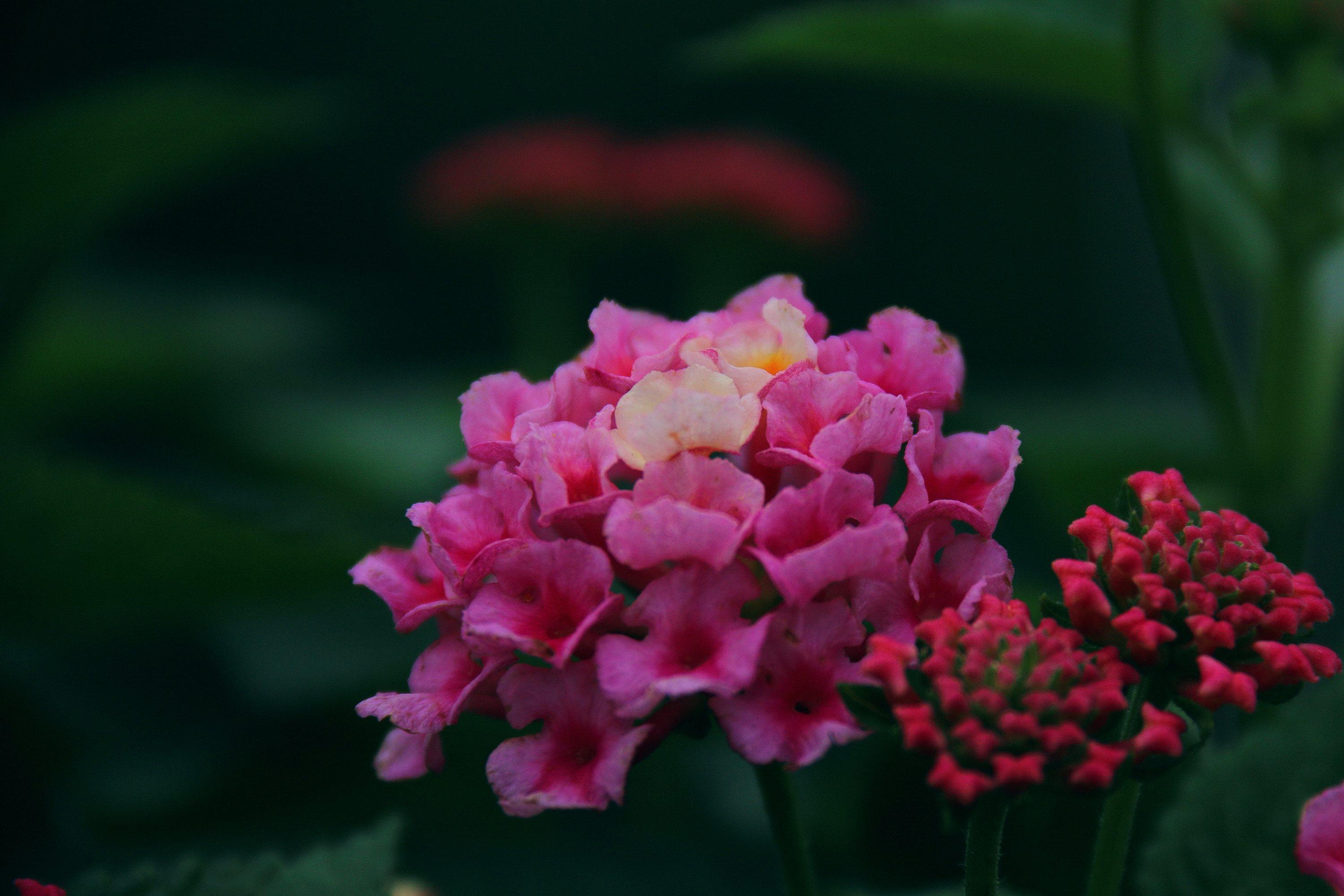 【首发】马缨丹