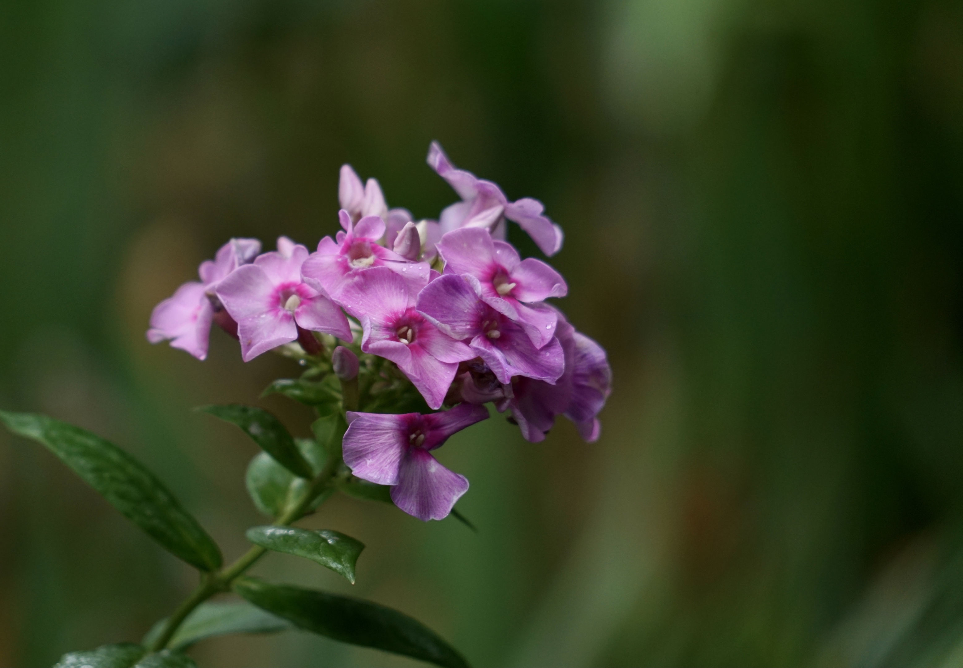 雨中的天蓝绣球[首发]