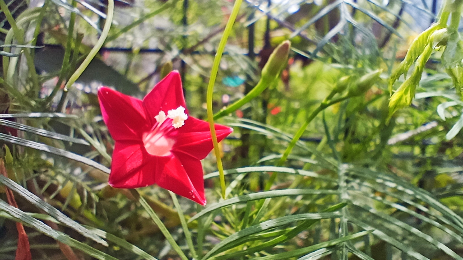 茑萝花,原名叫茑萝松,又名为,羽叶茑萝