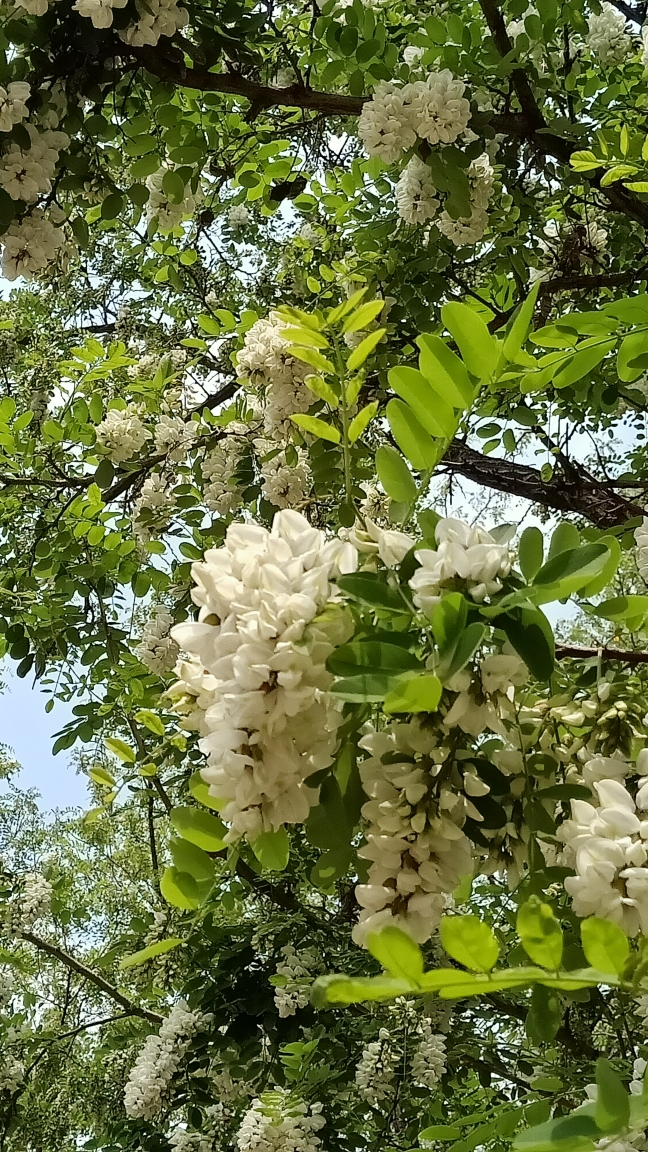 槐树花儿香