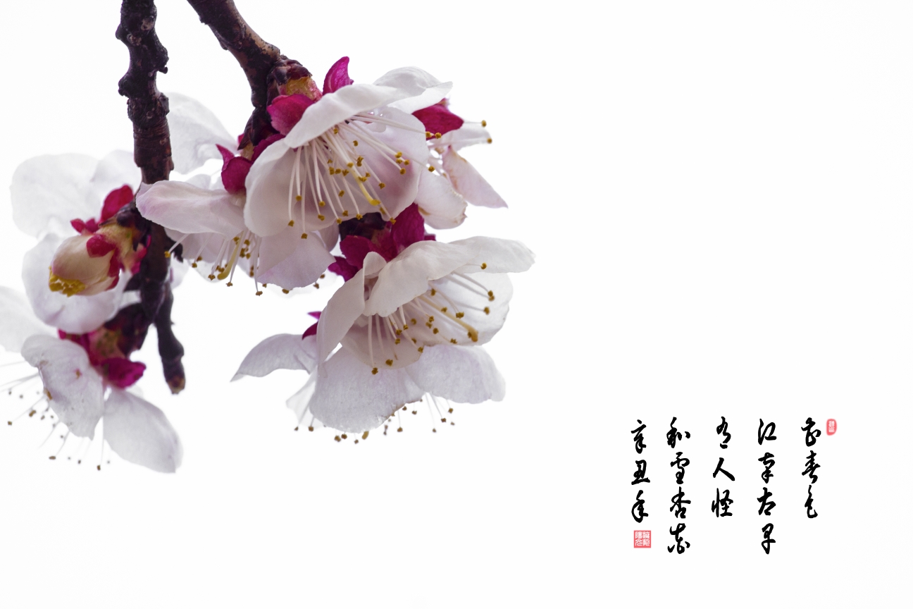 画意摄影北方的杏花