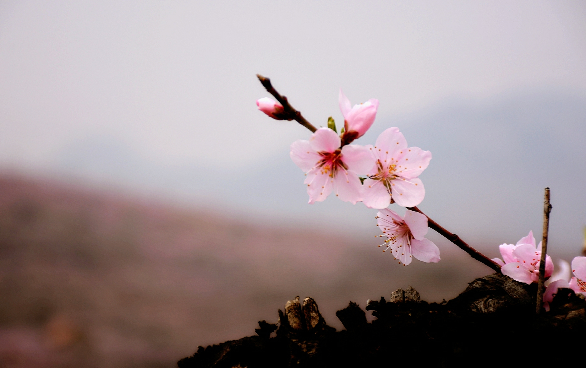 山野桃花朵朵开
