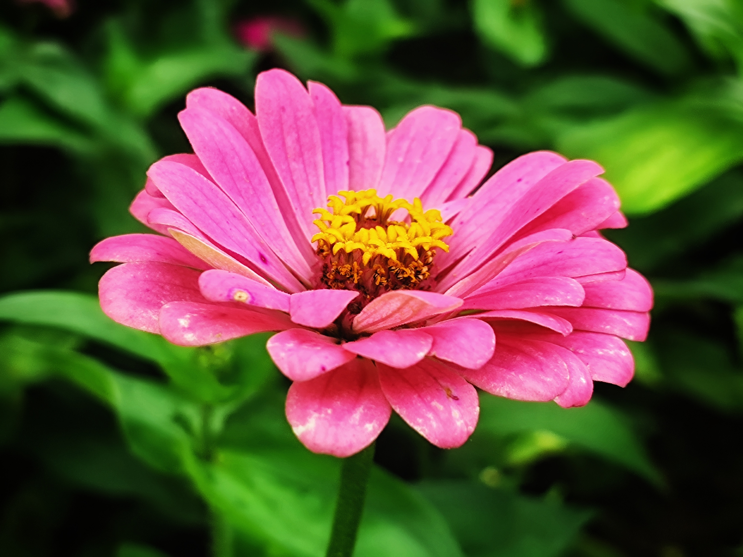 枝头挺立百日菊(原创首发)