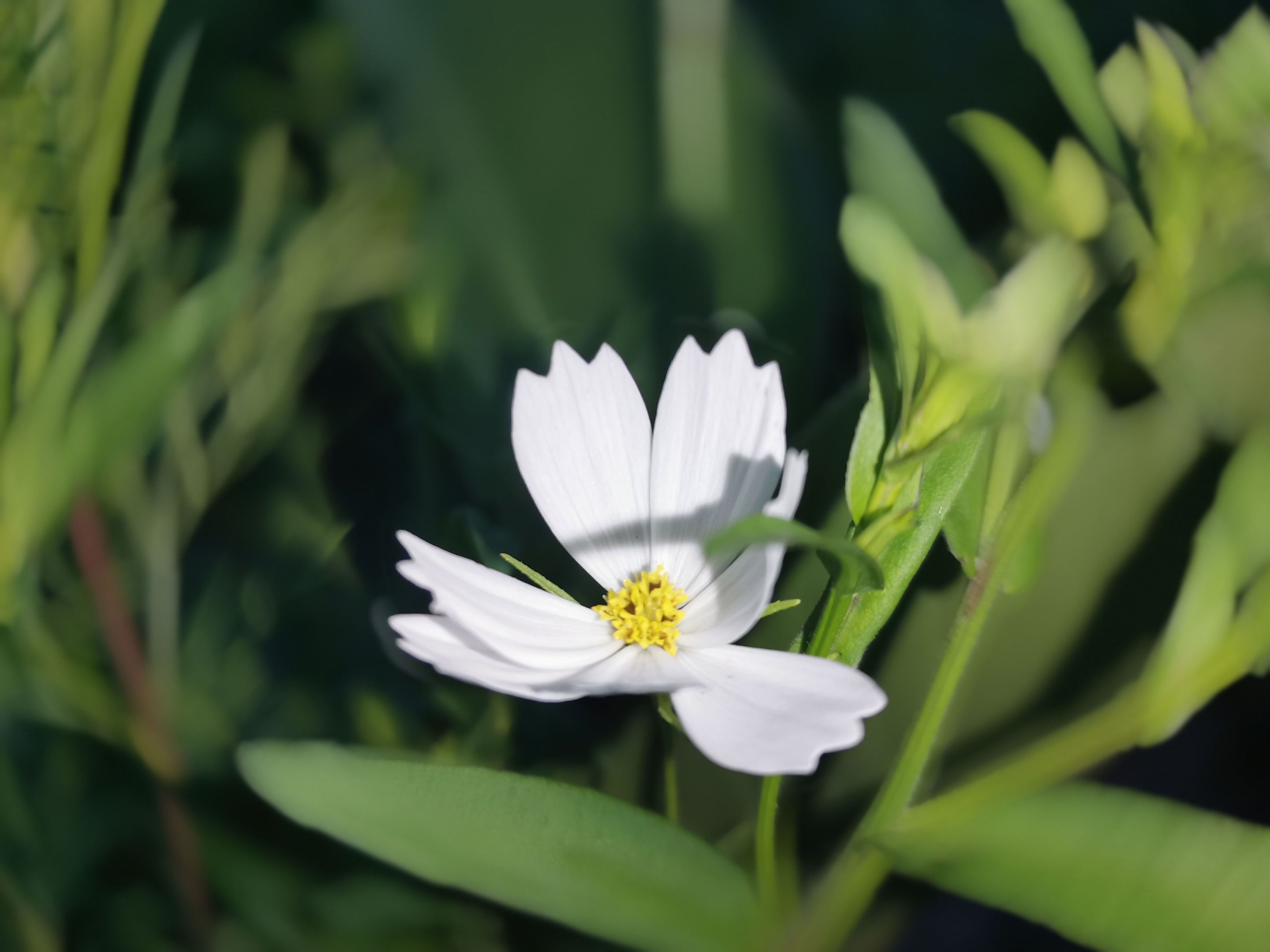 格桑花特征图片