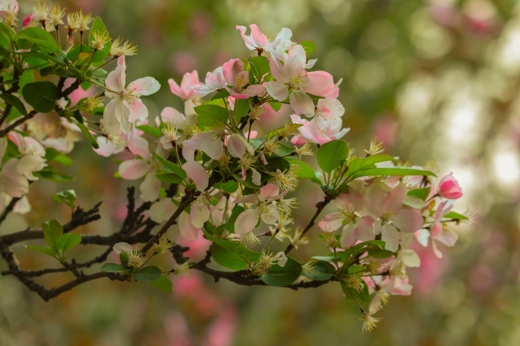 甘棠春花交响曲