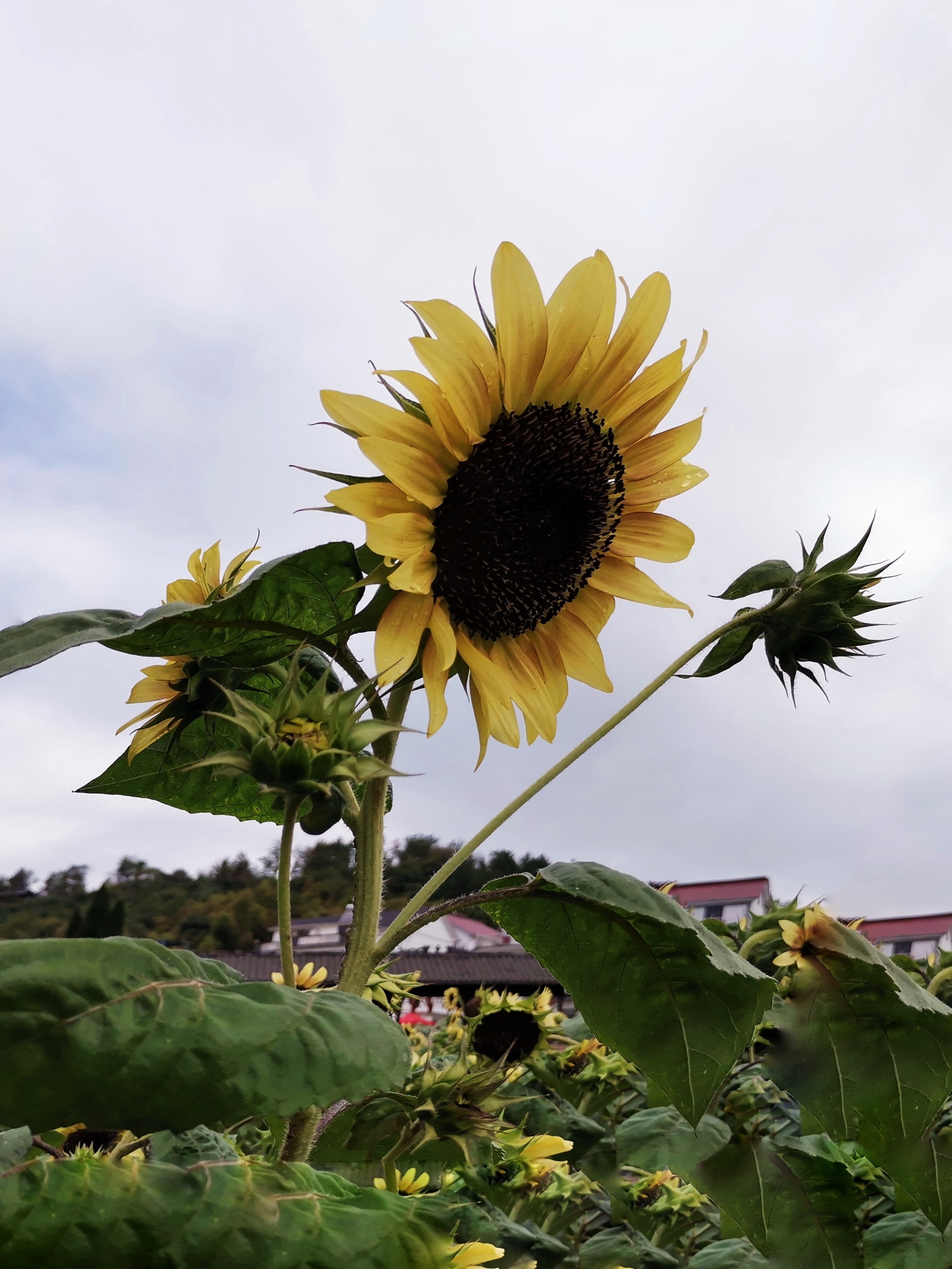 【首发】黑紫向日葵