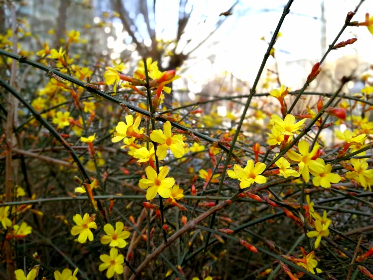 迎春花