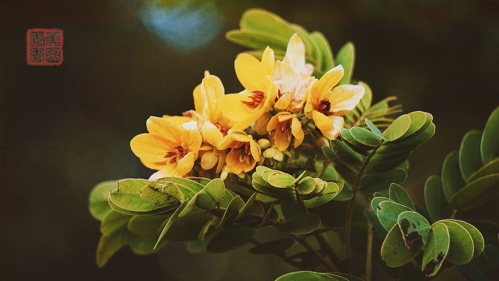 金灿灿的决明花(首发)