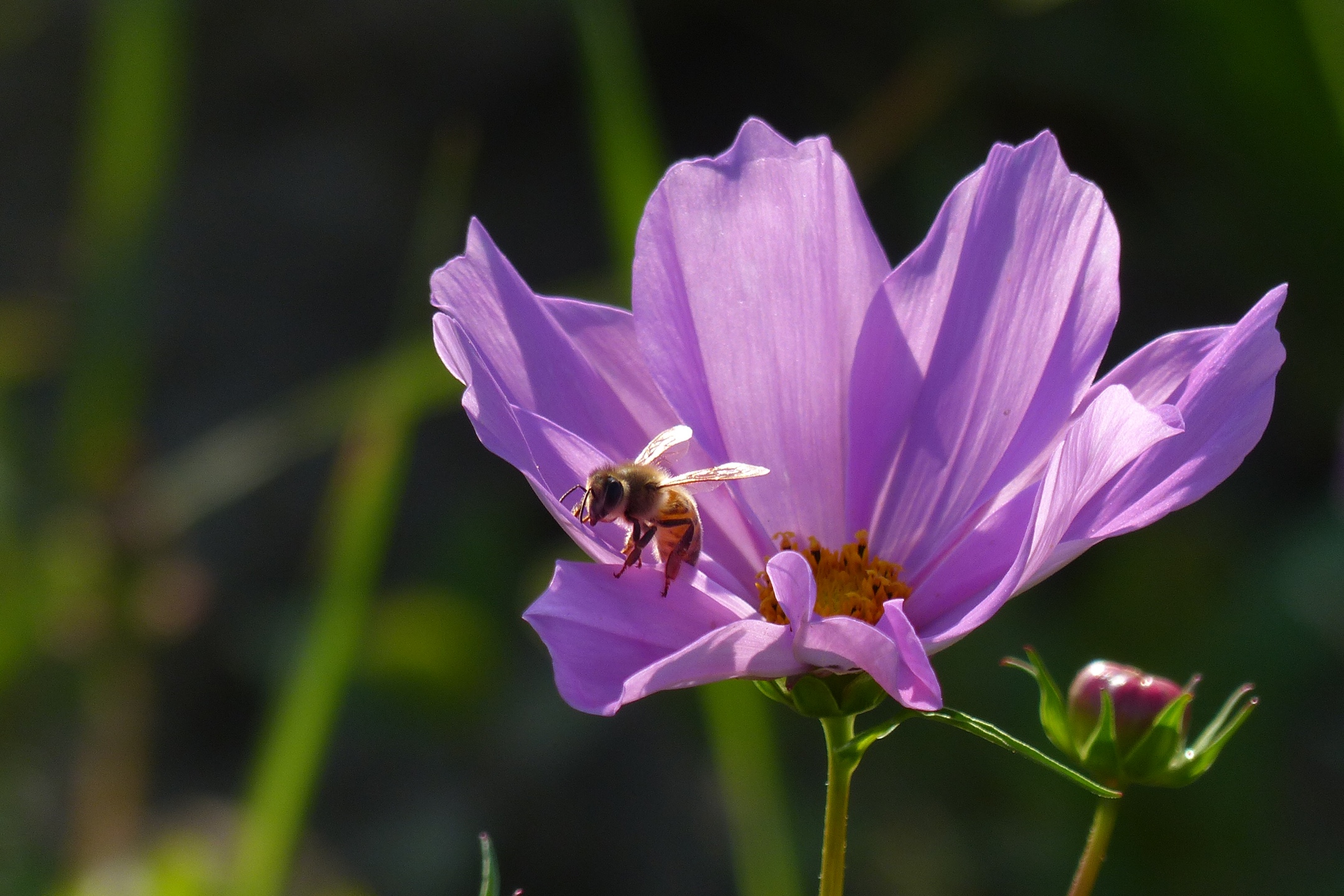 蝶飞蜂舞好时节